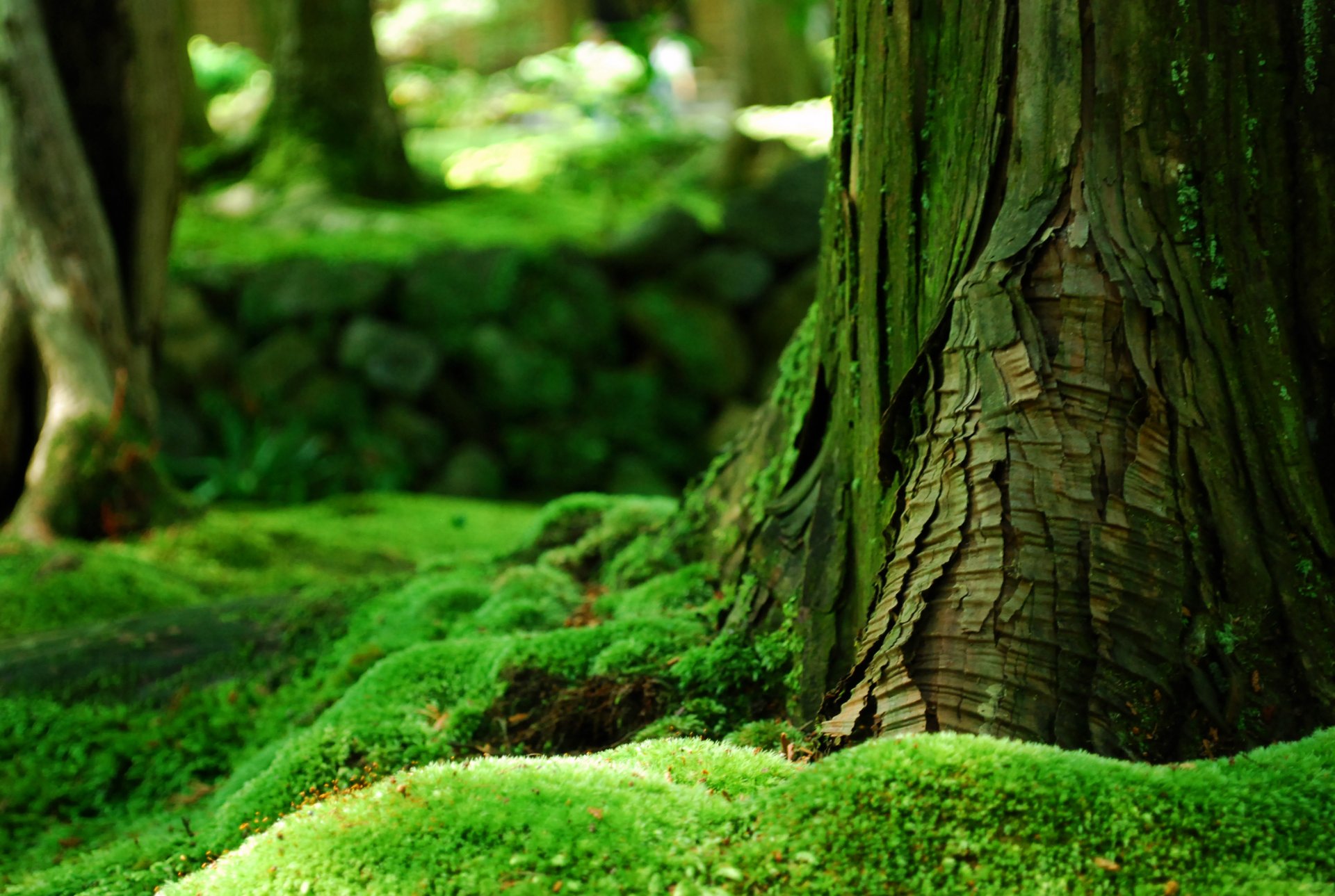 albero corteccia foresta muschio verde estate