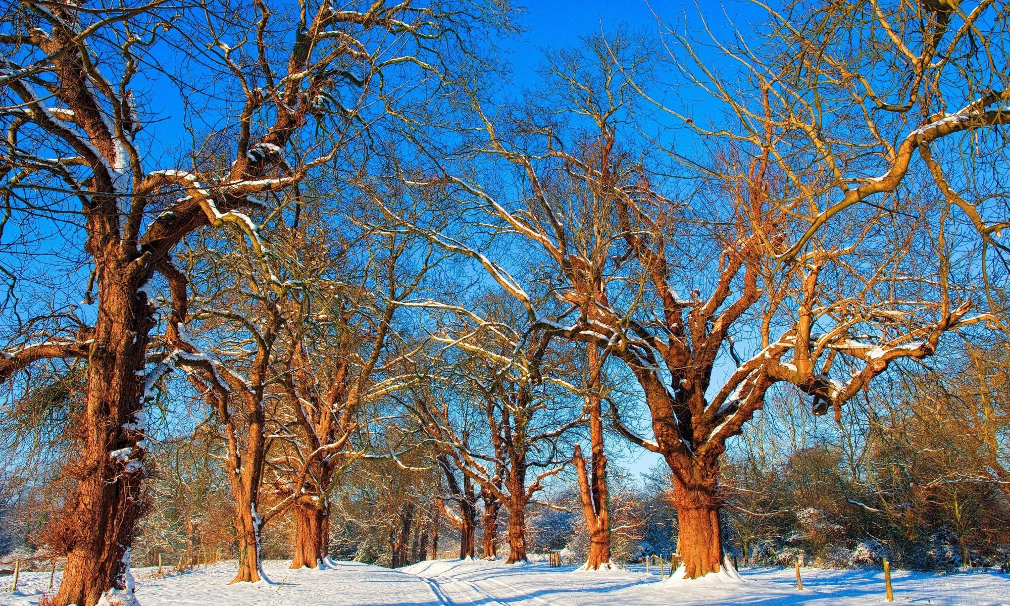 natura alberi rami. neve inverno