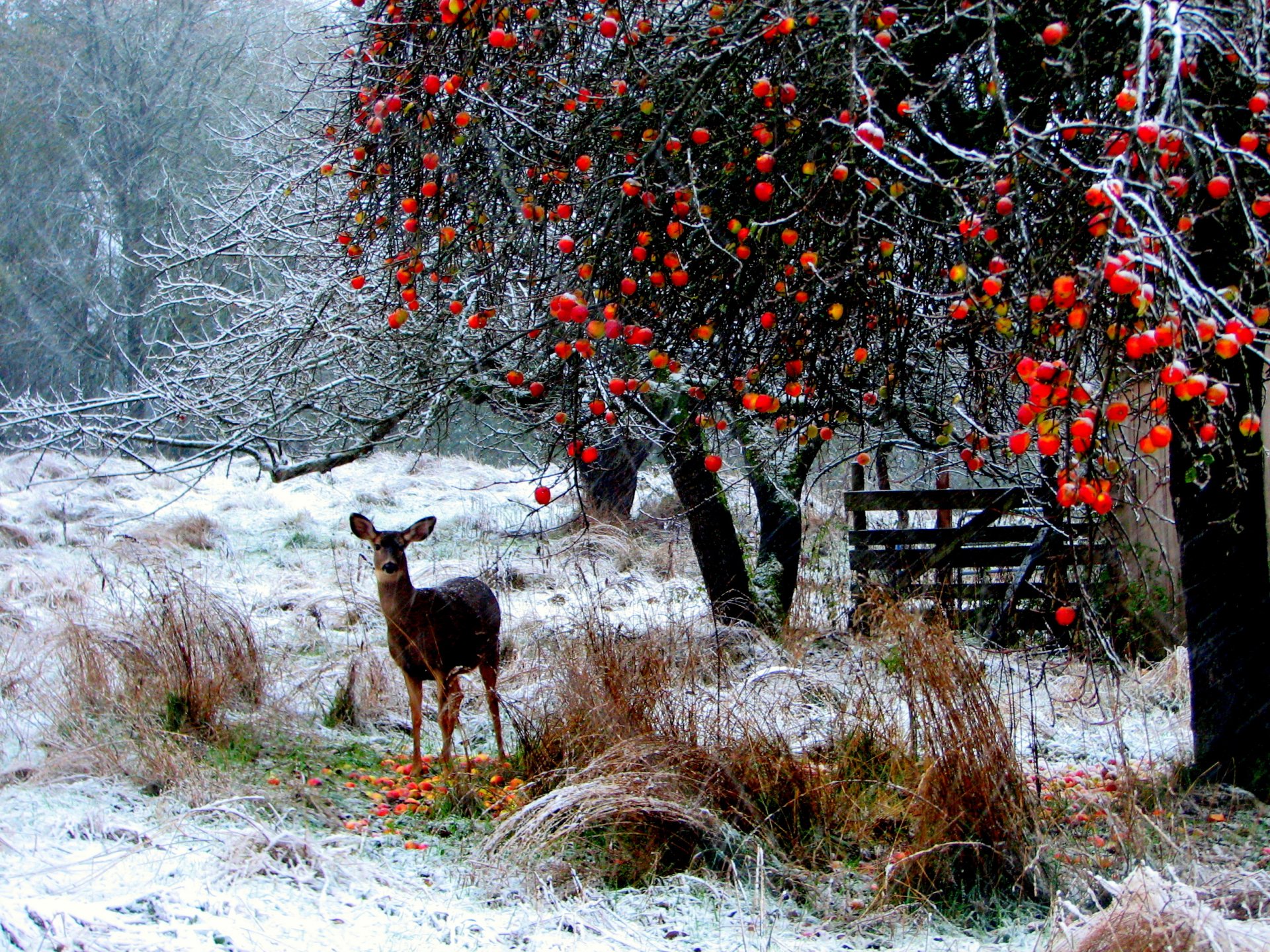 natura las jeleń śnieg drzewa długie gałęzie trawa jabłka