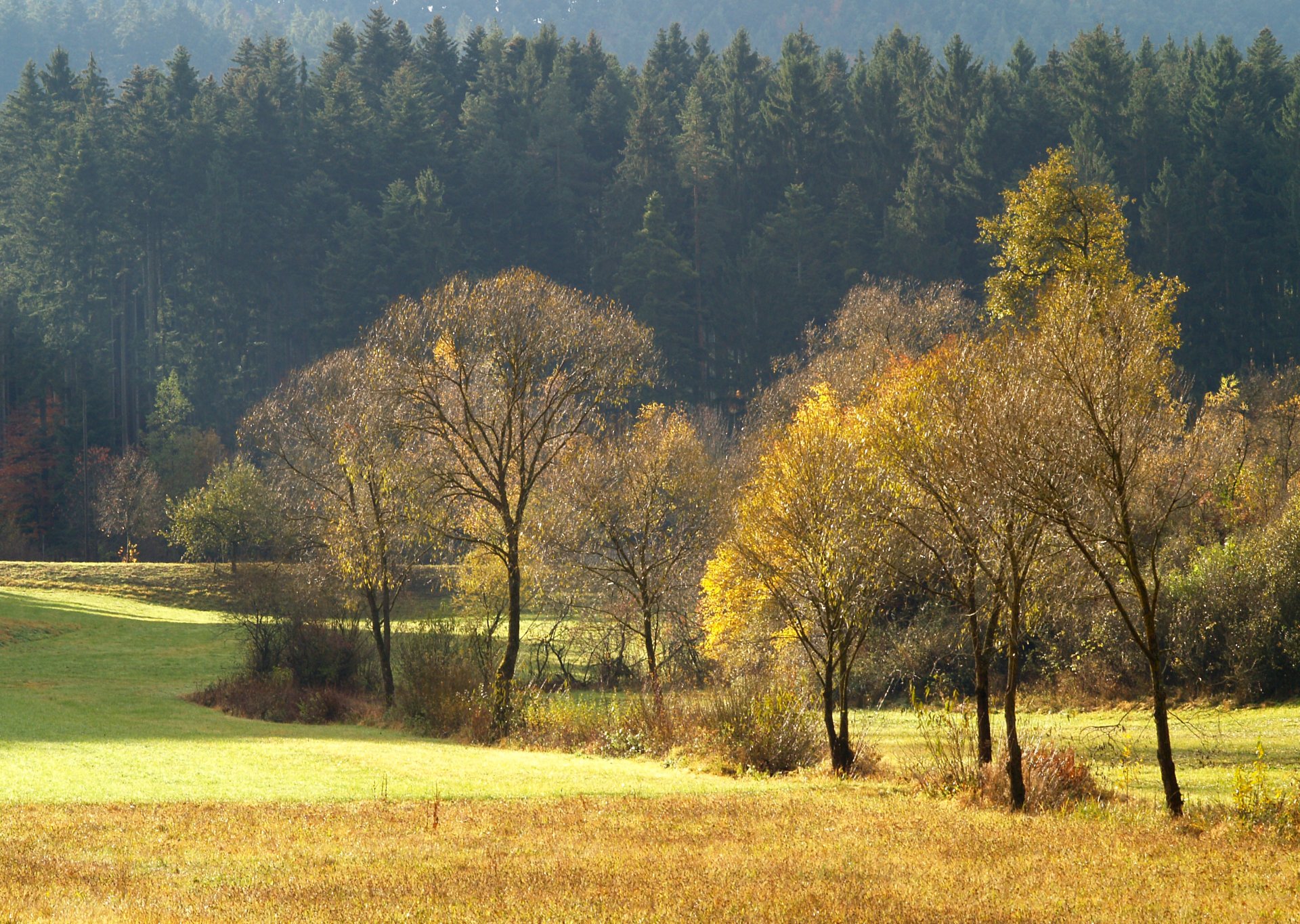 automne forêt aiguilles champ clairière arbres