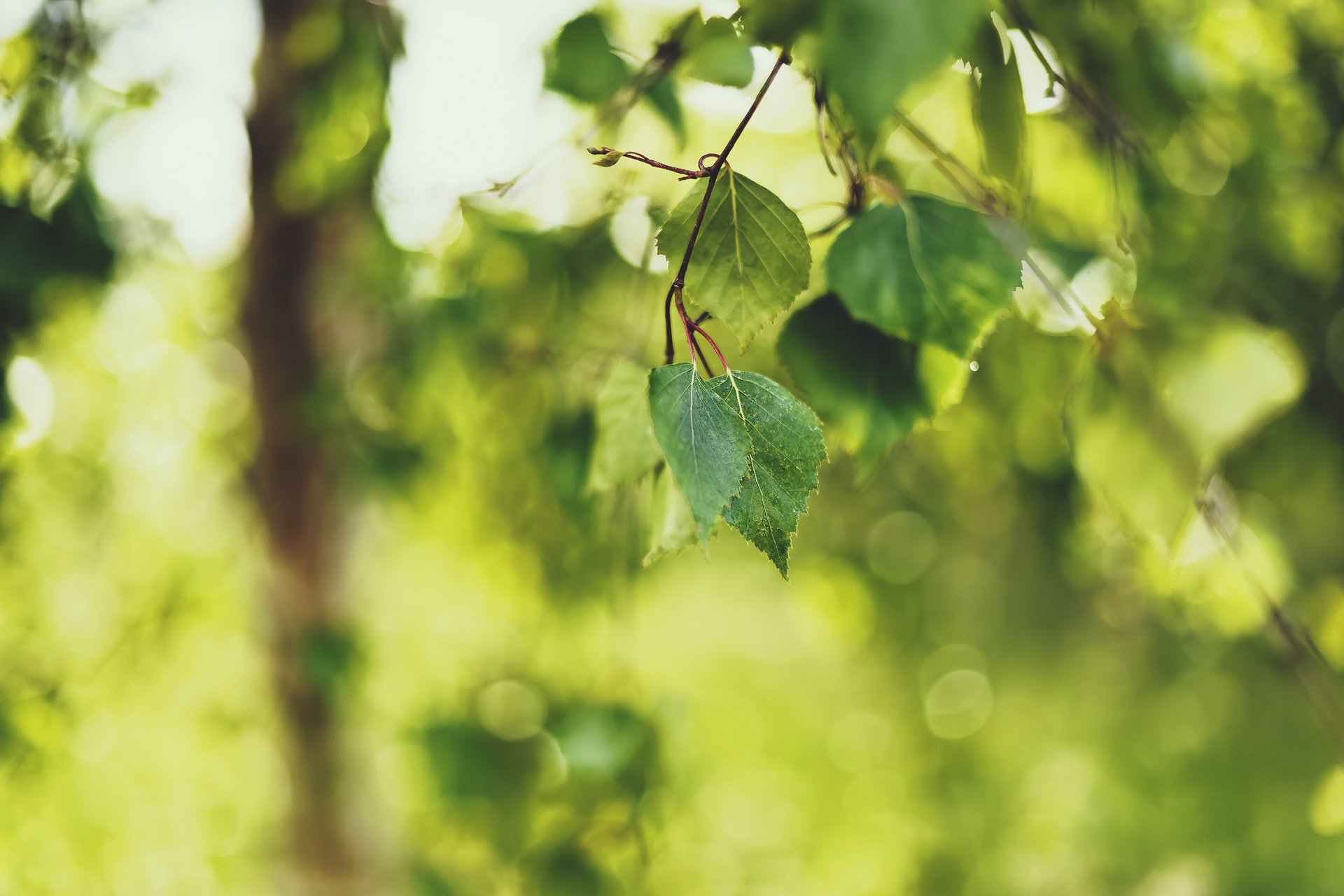 birch branch leaves green summer nature focus blur bokeh