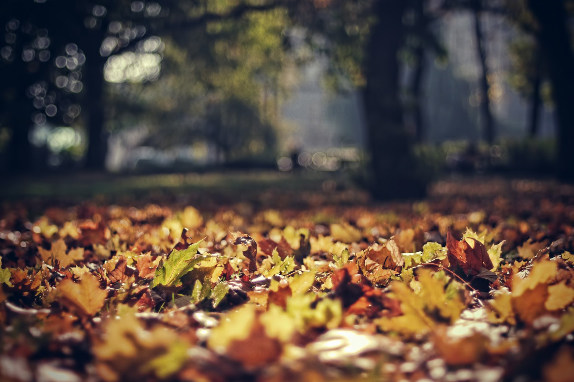 autumn park foliage leaves focus bokeh poland