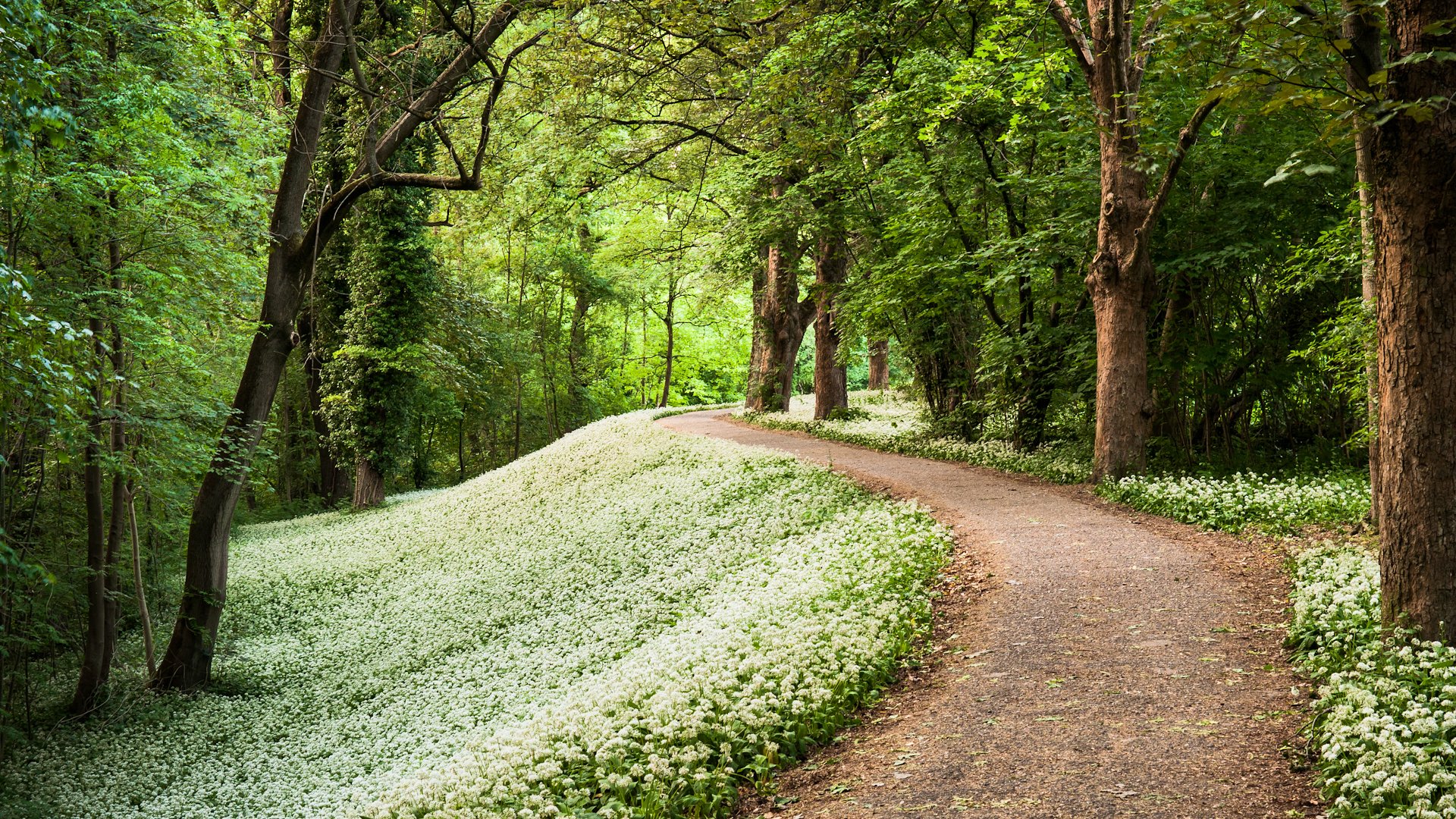 printemps parc forestier forêt chemin passerelle ail sauvage arbres allemagne