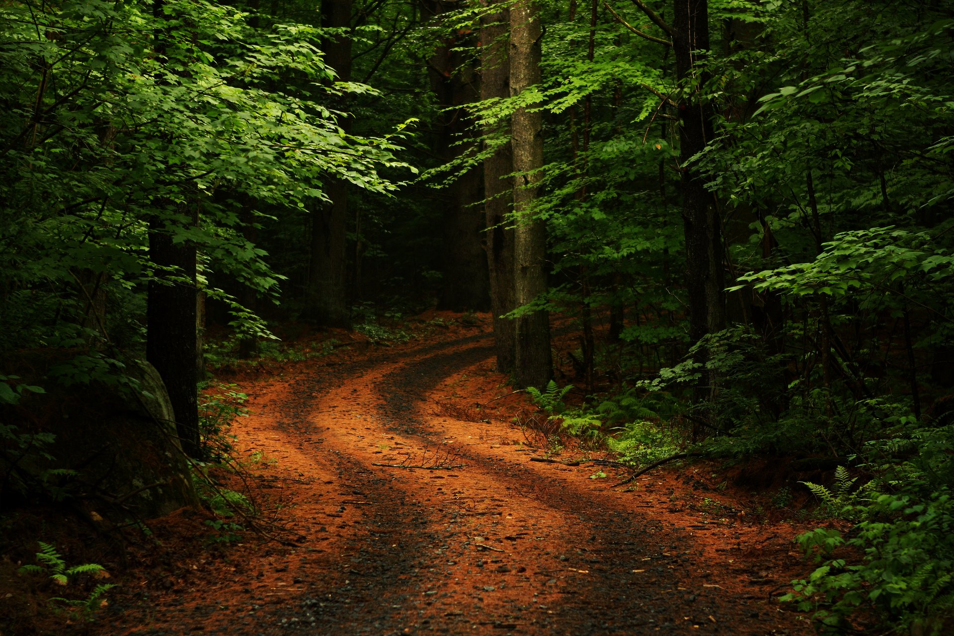 ummer forest road