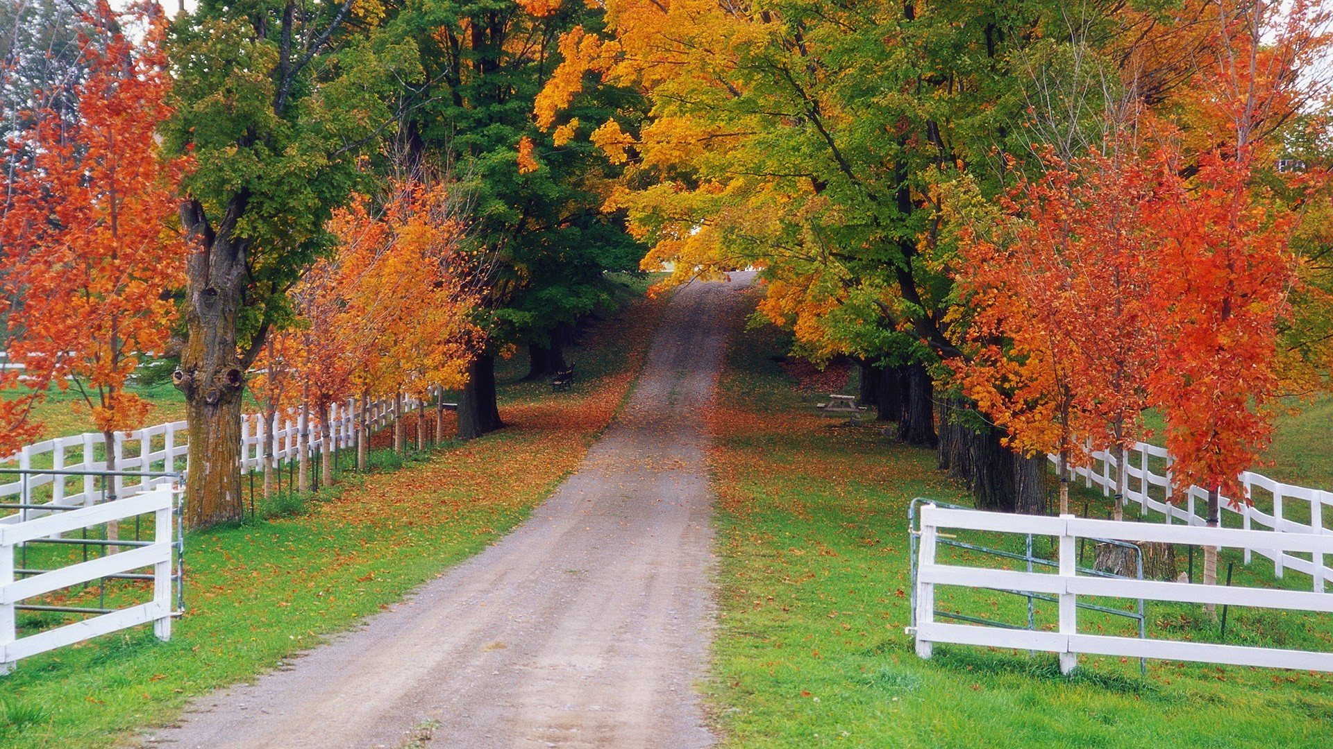 natura foresta recinzione strada autunno