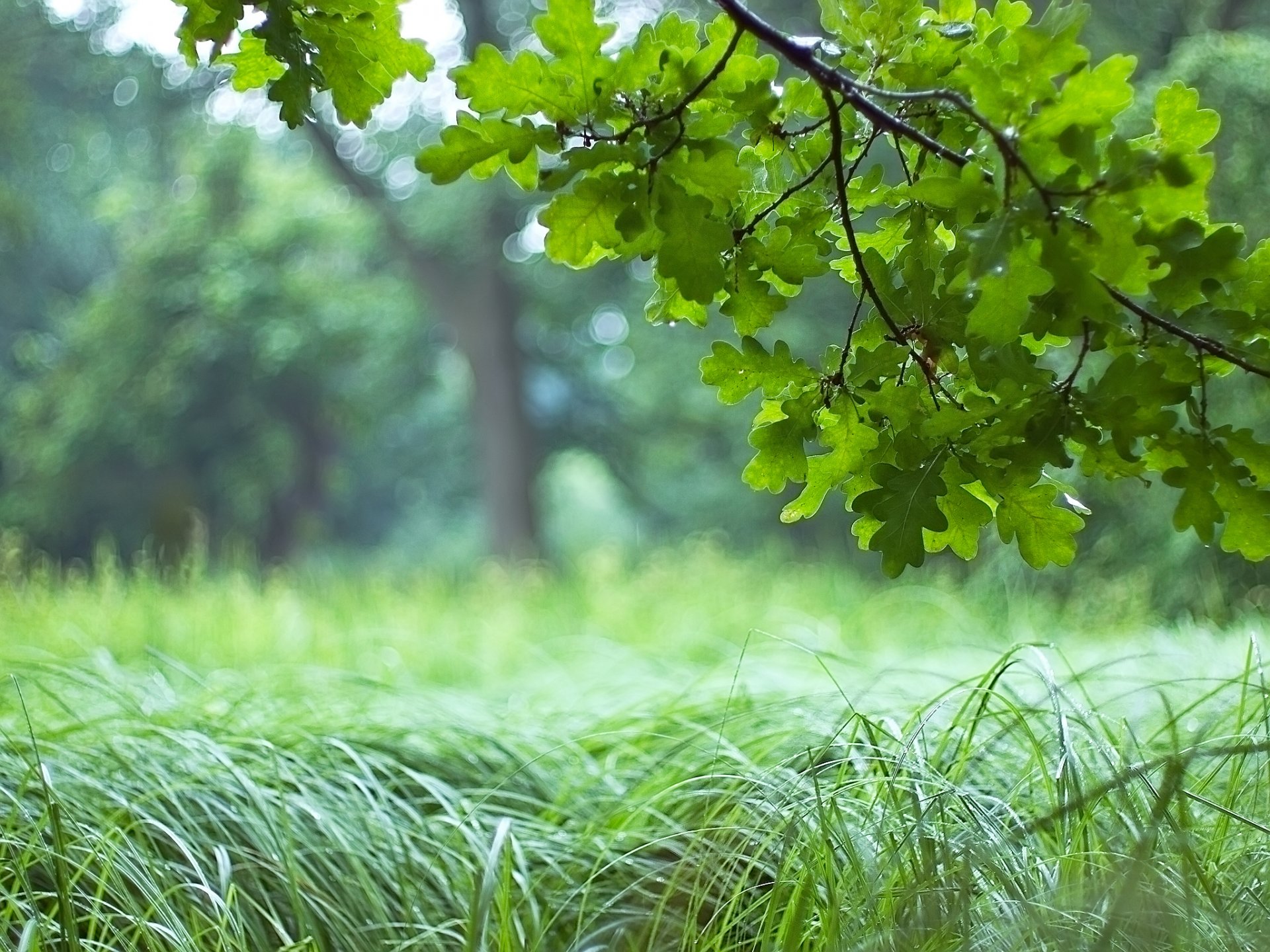 baum eiche wald zweig blätter grün gras