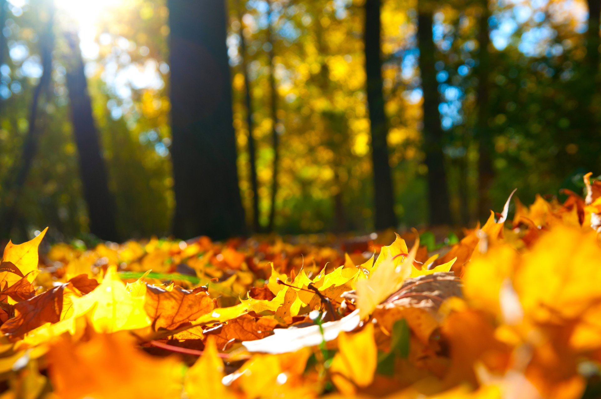 hojas otoño bosque árboles