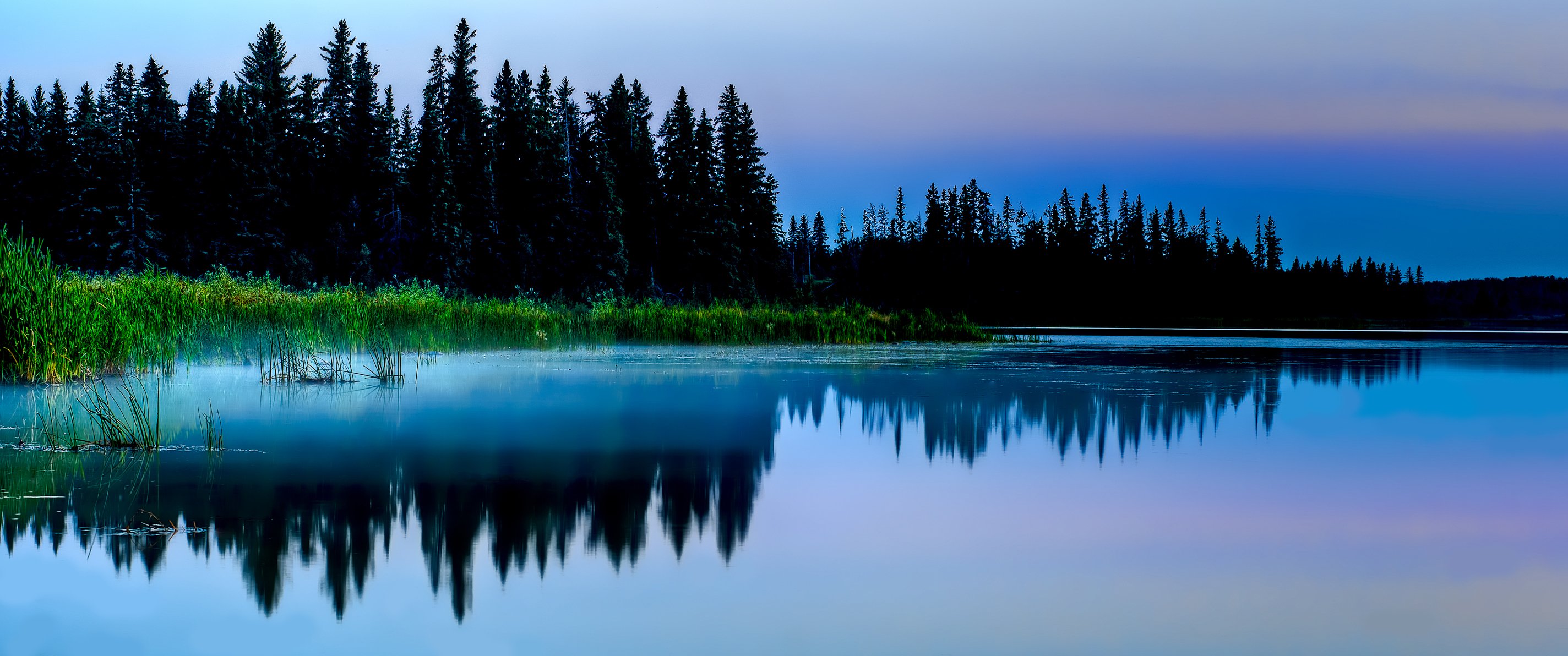 nature forest night lake bog pond grass thickets reflection spruce