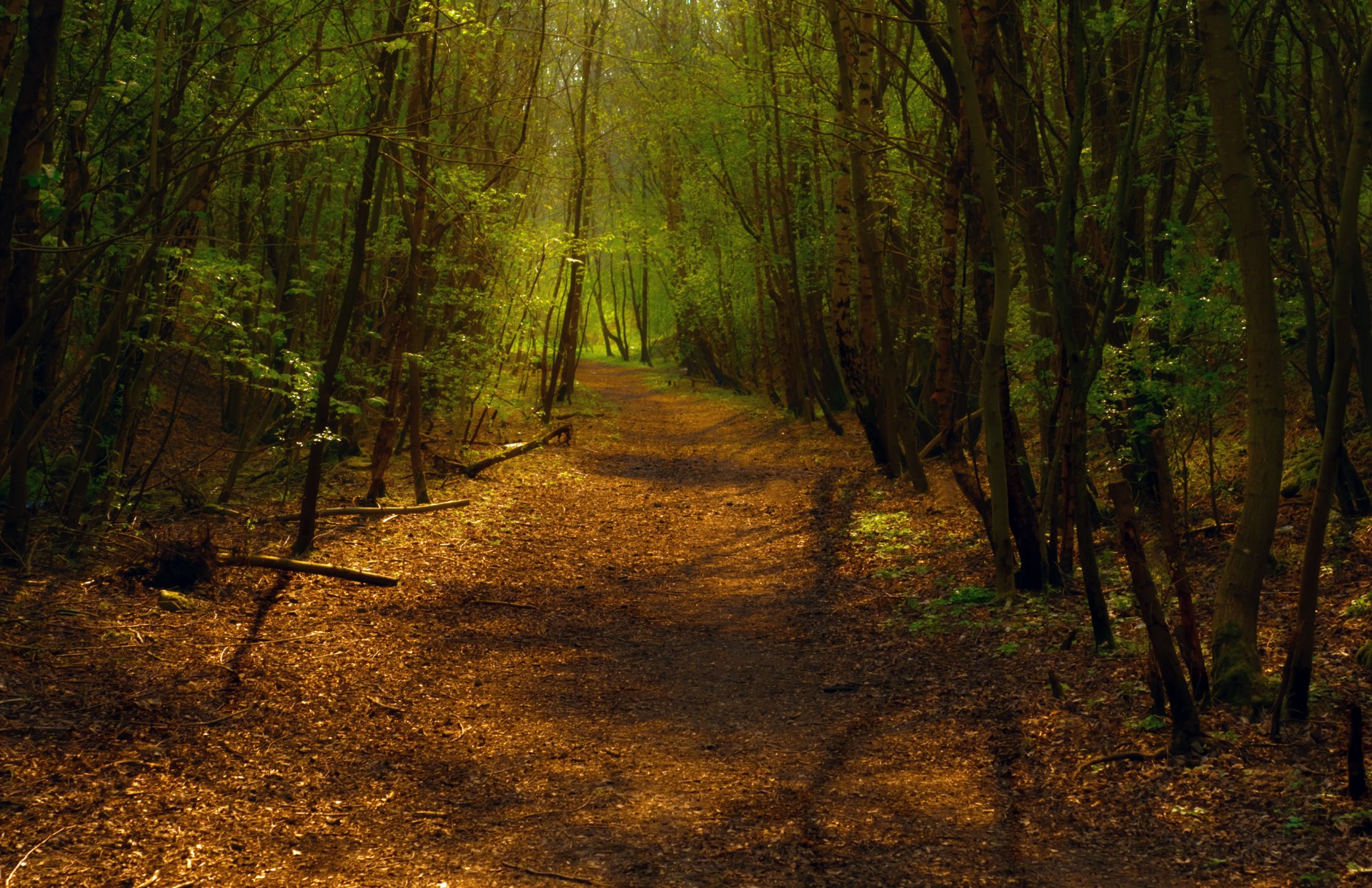 wald gehweg weg pfad drehen bäume licht laub mischwald schatten