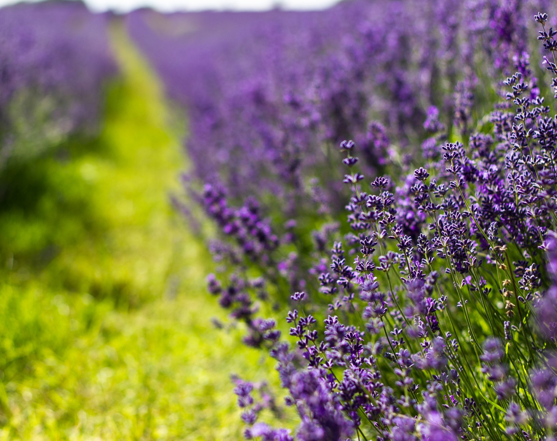 lavande fleurs verdure herbe gros plan flou