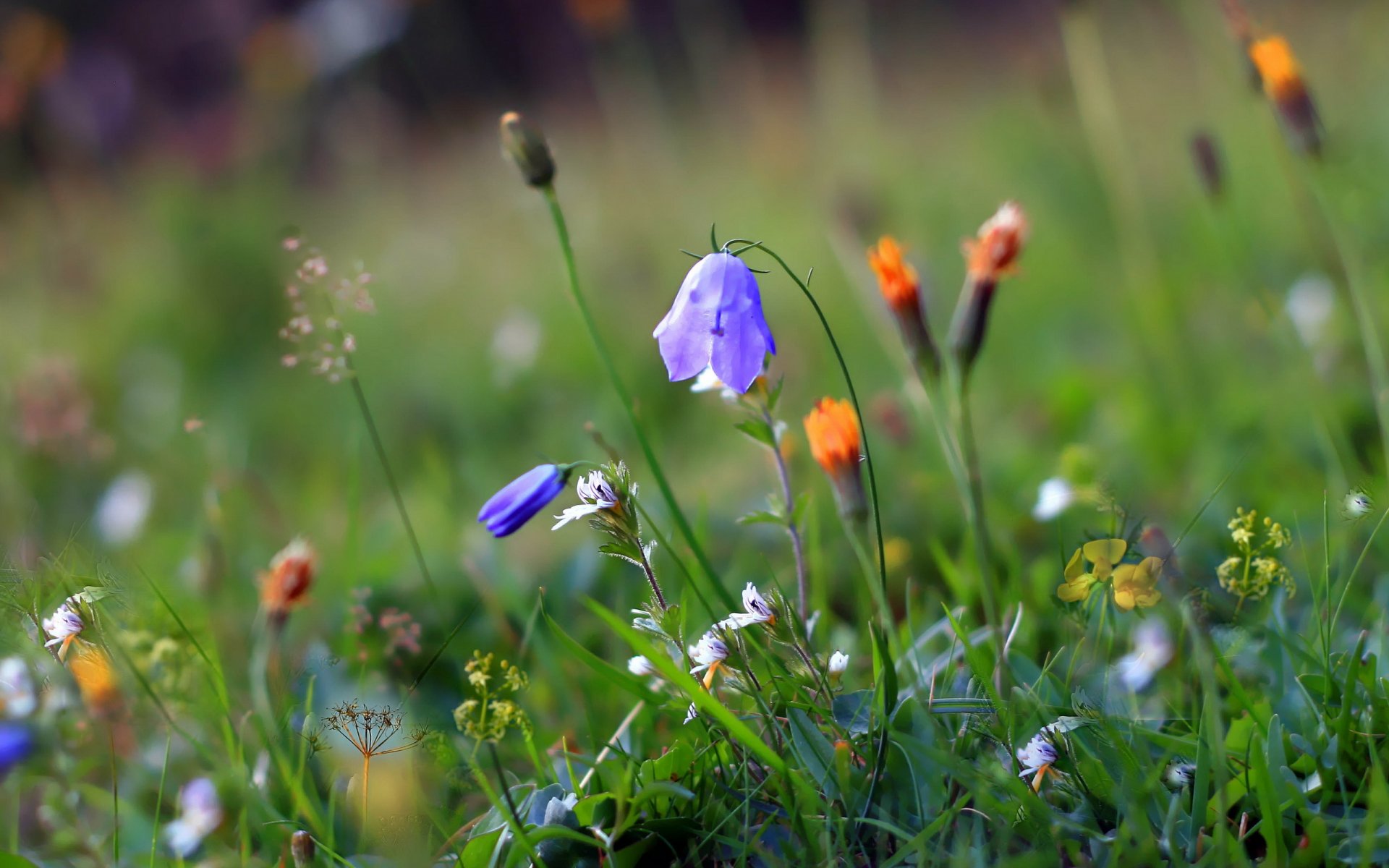 grass flower summer