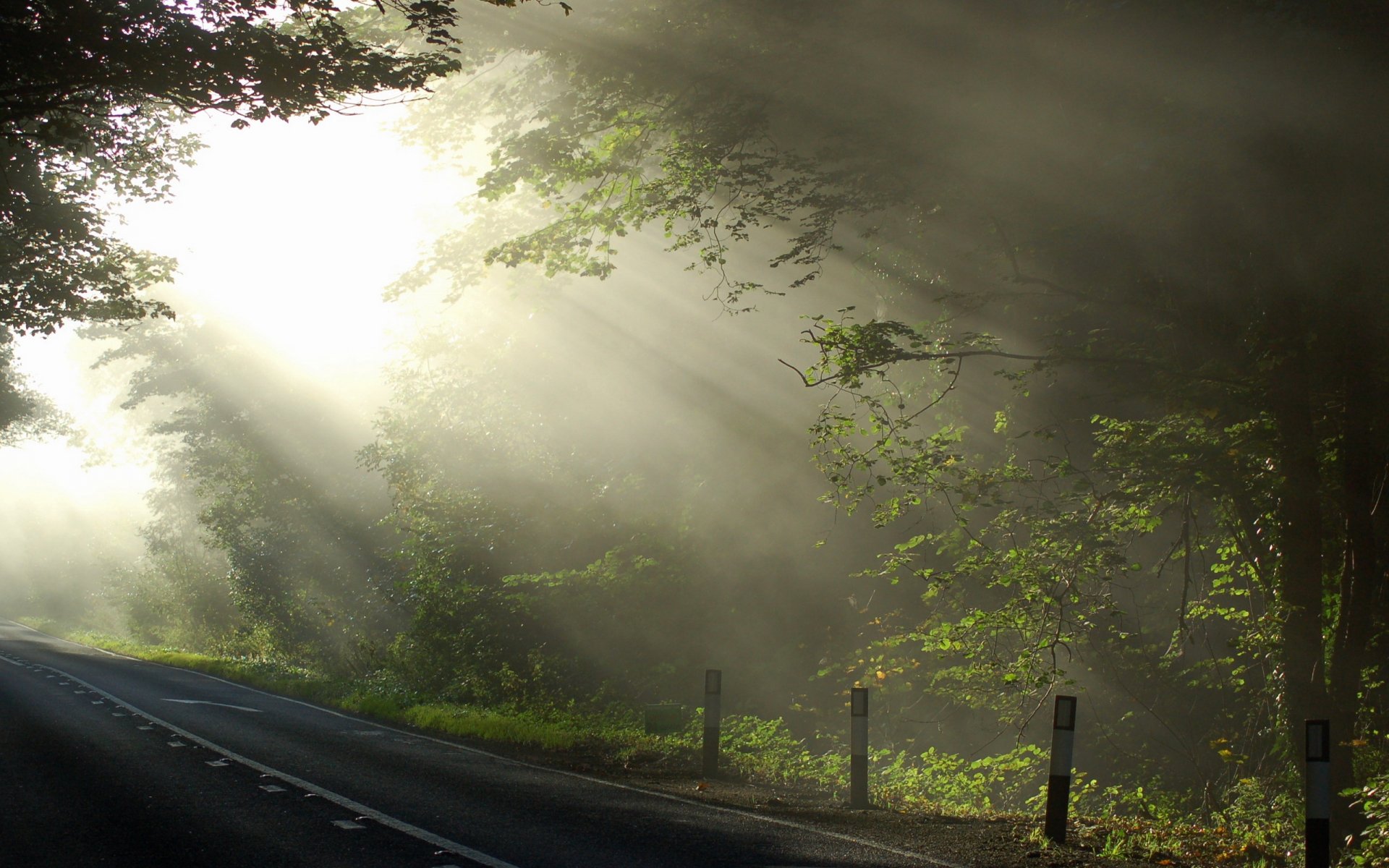 road tree light nature