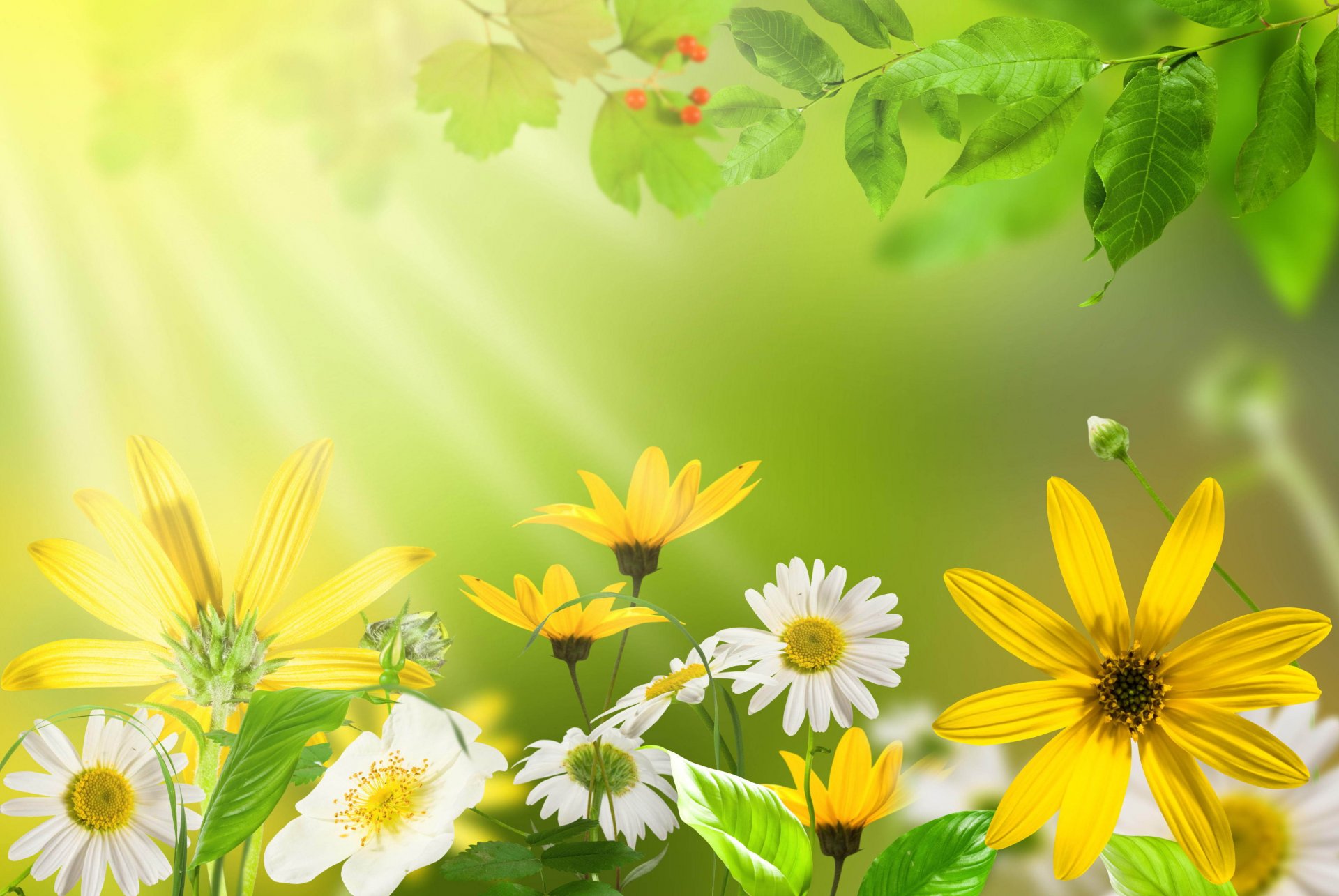 nature leaves flower daisy bright colorfully yellow green summer