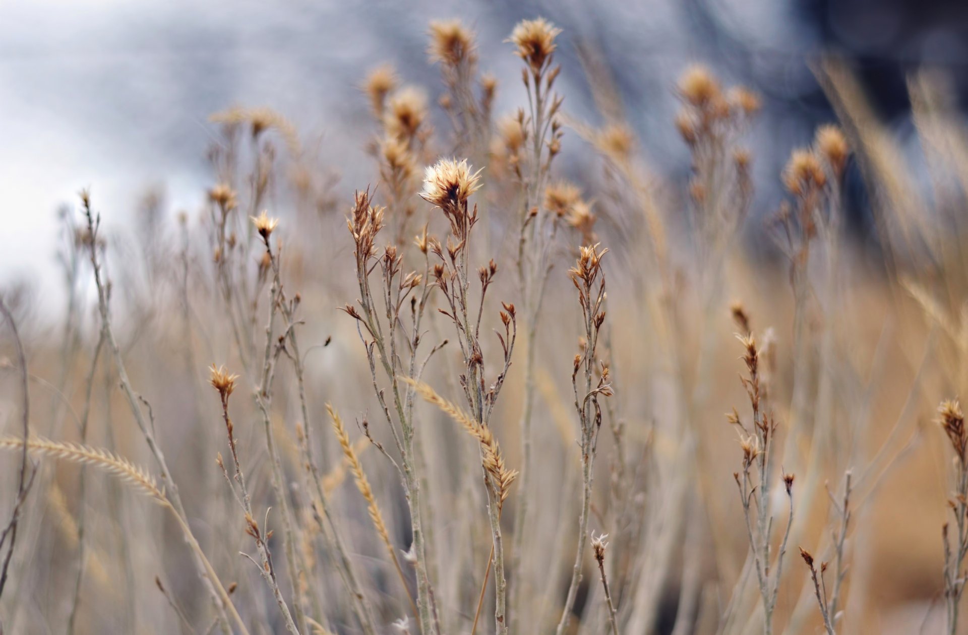 grass dry plants nature focus blur bokeh