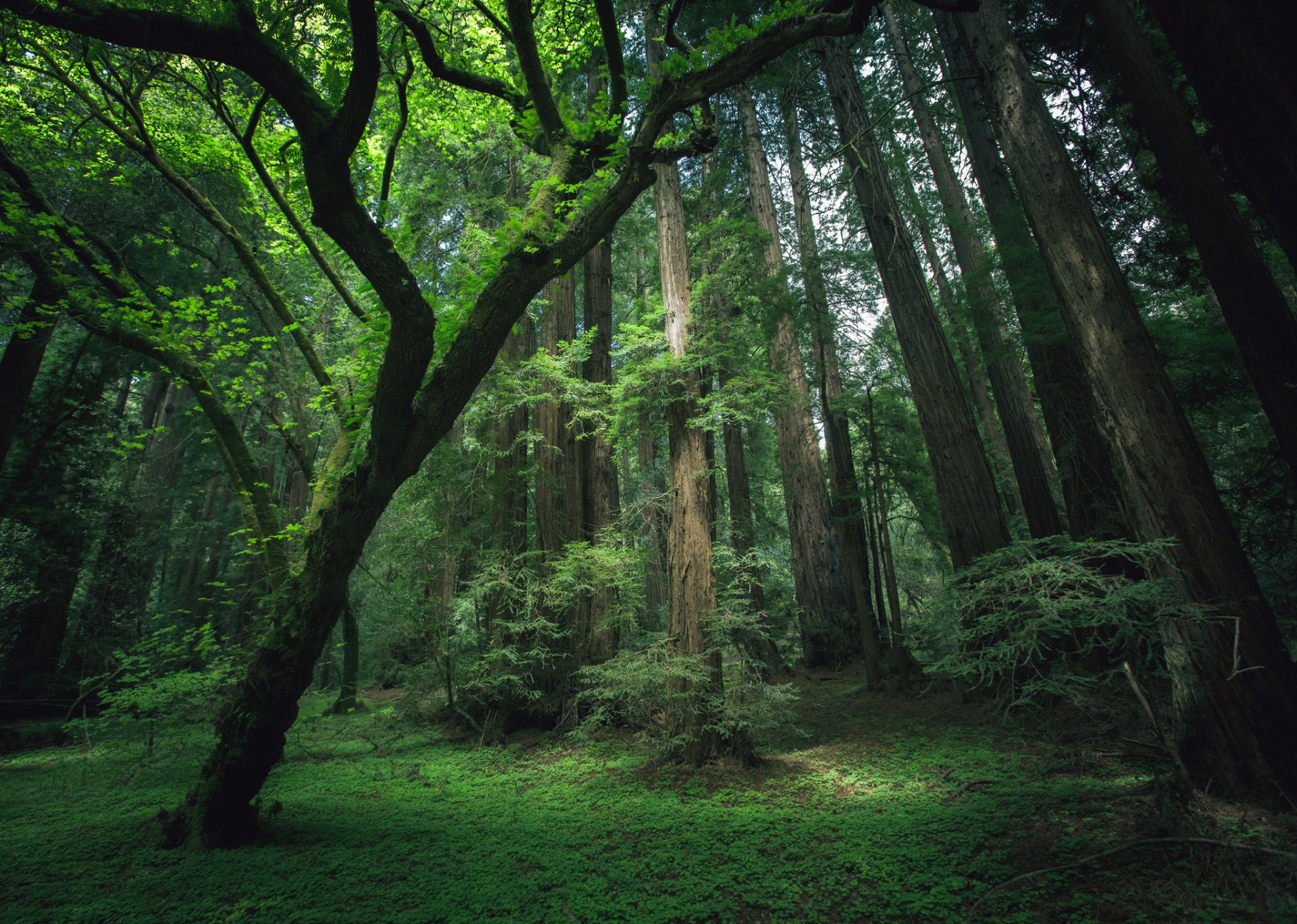 forest tree redwoods grass mo