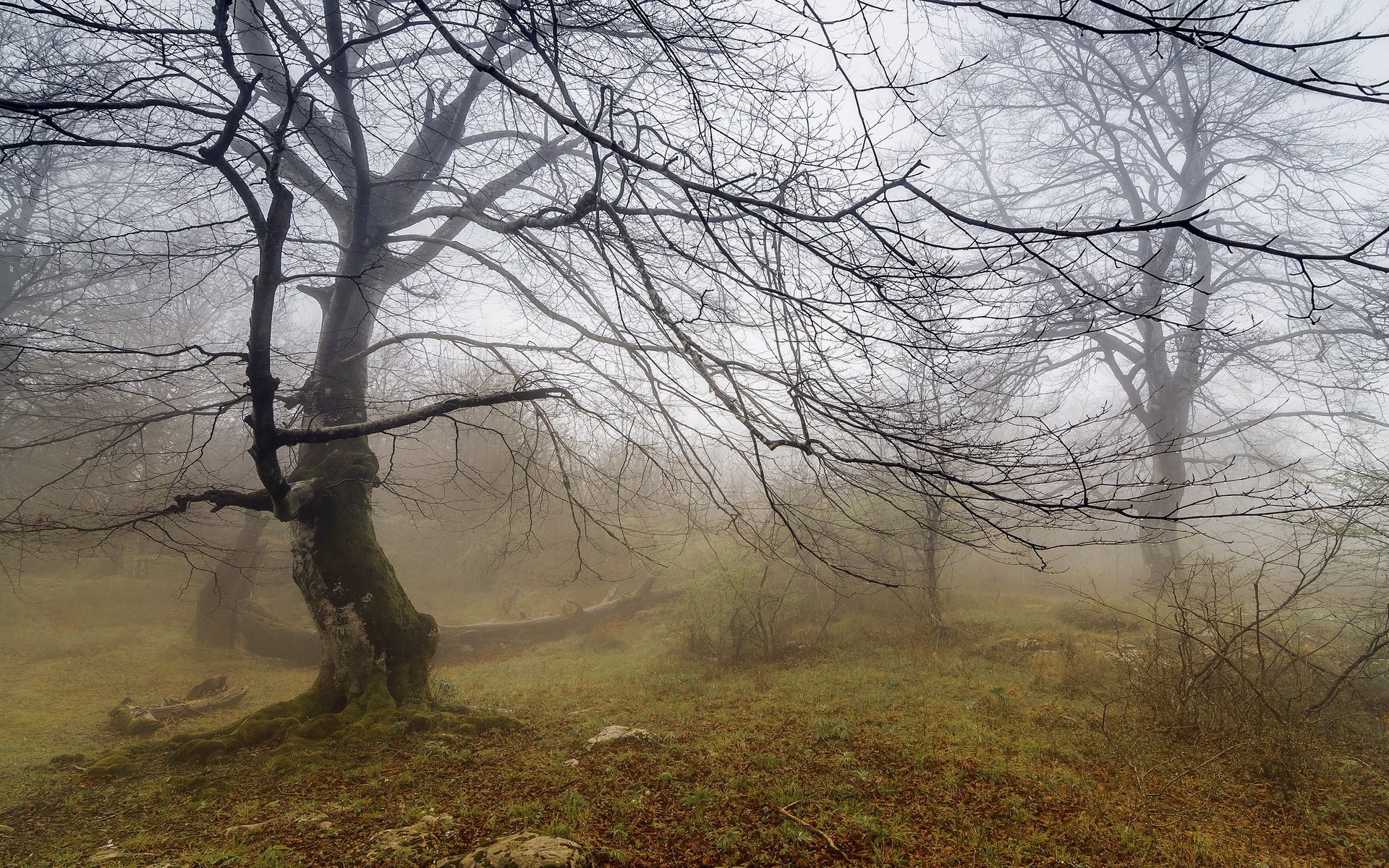 tree fog nature landscape