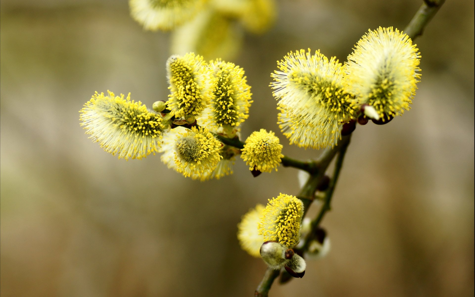 árbol ramas naturaleza macro