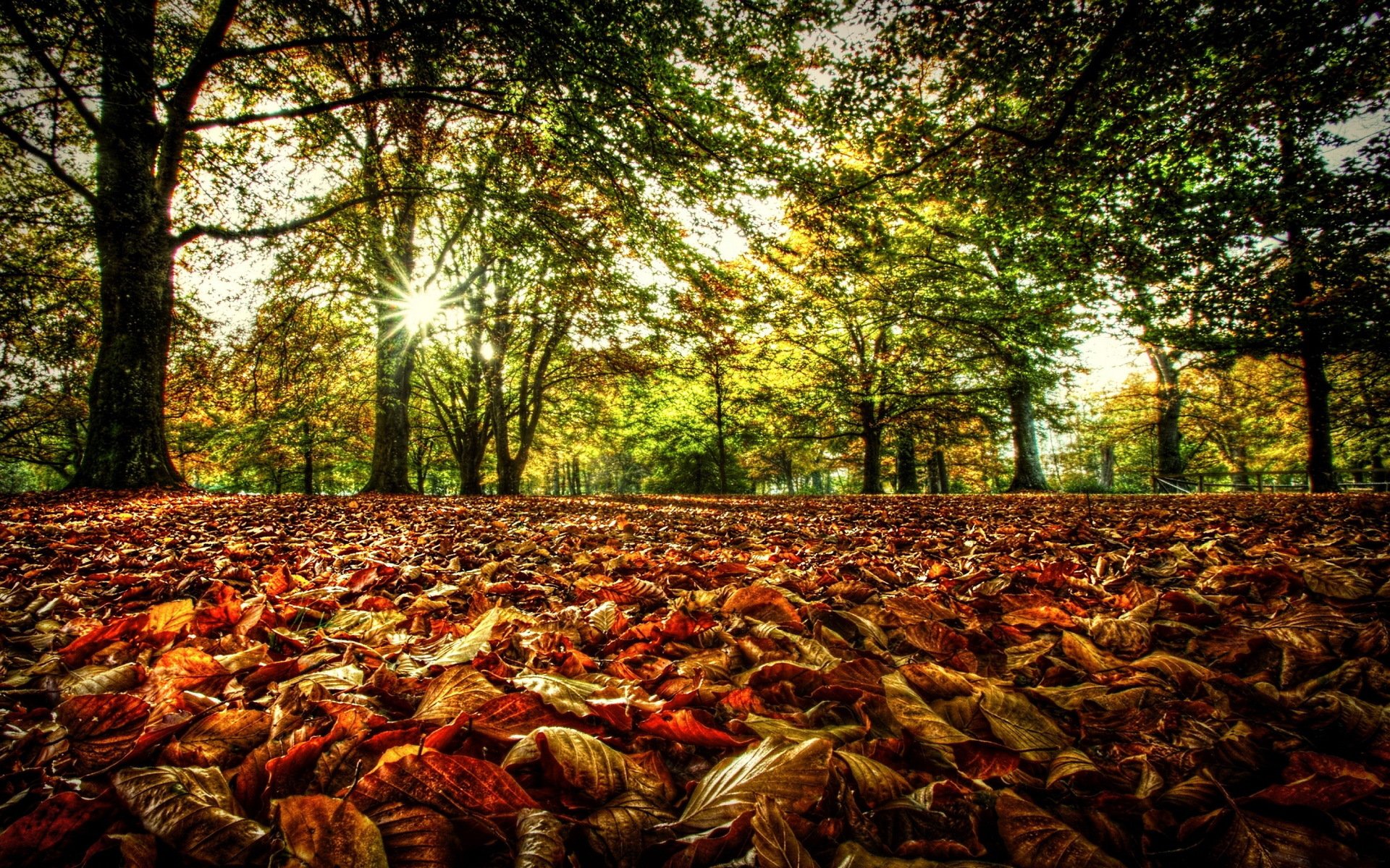 wald bäume zweige blätter laub herbst sonne licht strahlen grün frühling