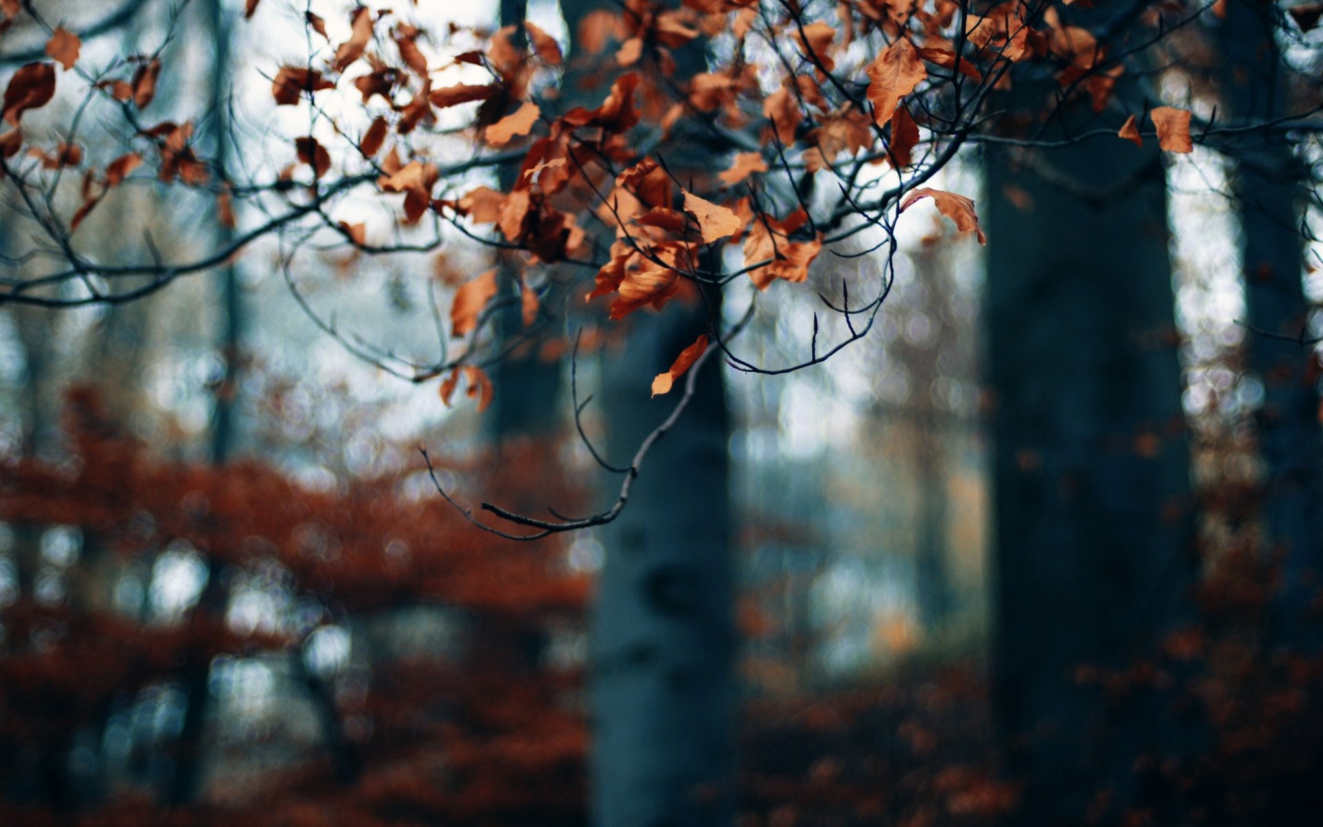 autumn tree branches leave