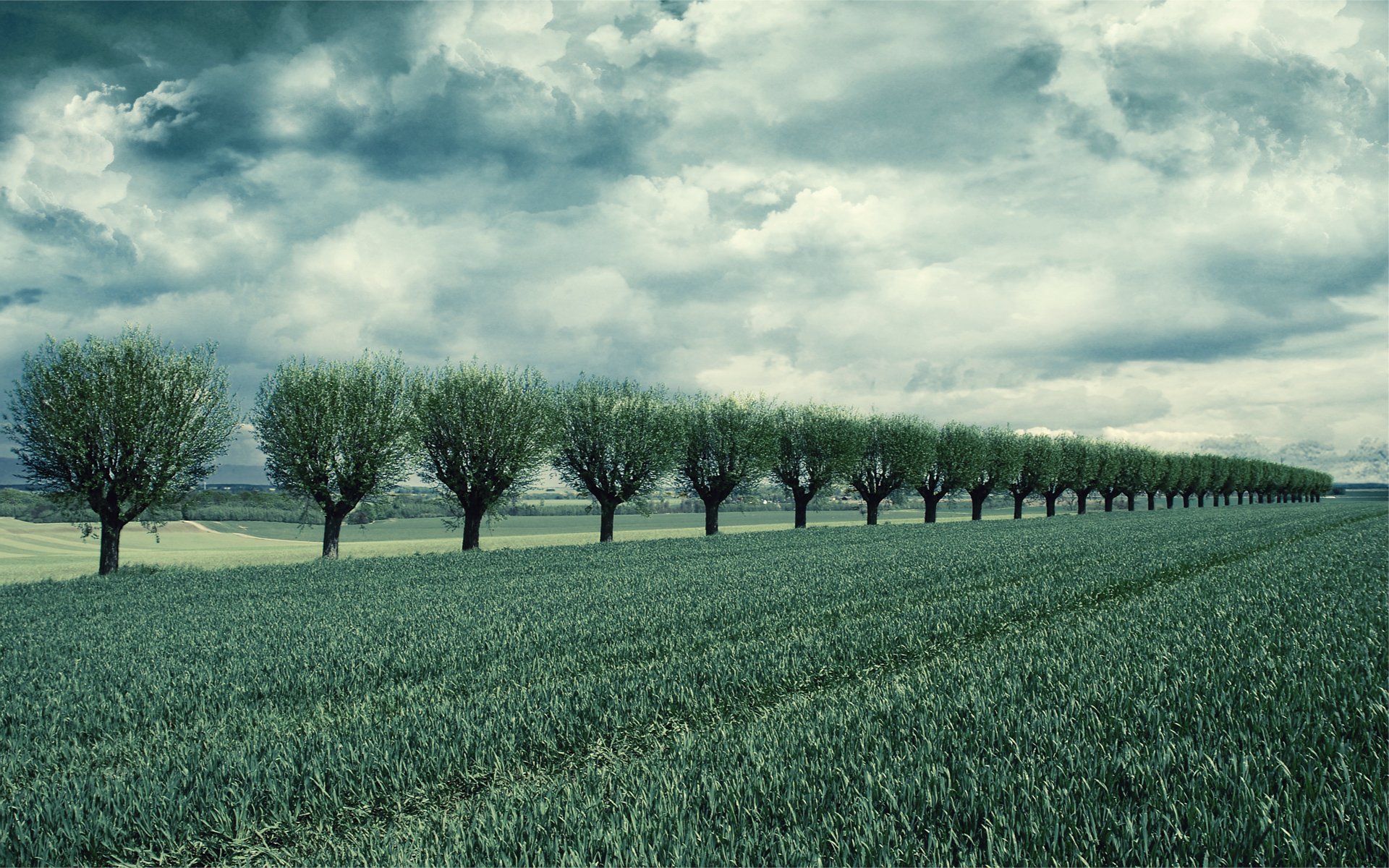 champ arbres rangée ciel nuages nuages