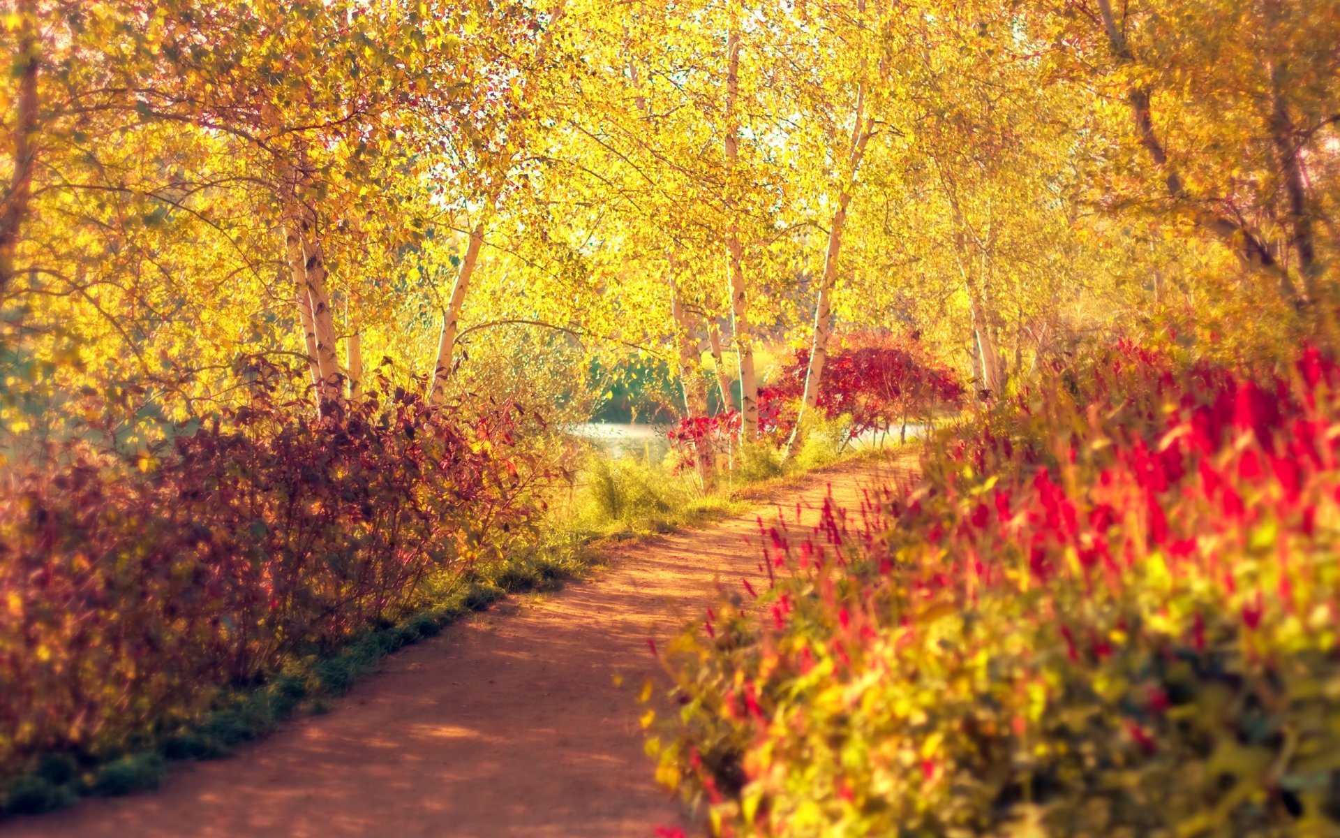 automne parc arbres bouleaux buissons chemin passerelle