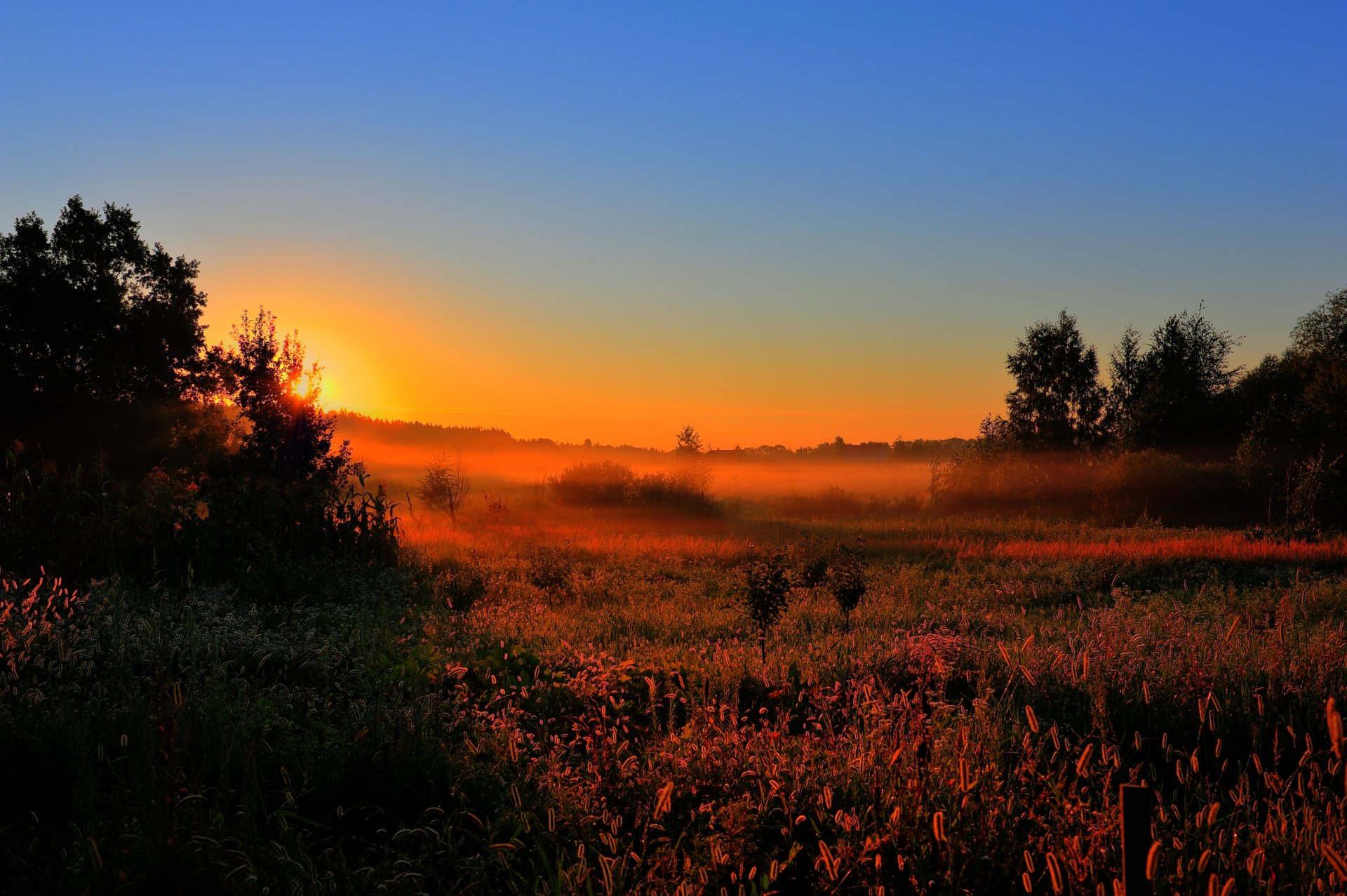 mattina presto alba sole nebbia radura. campo foresta alberi natura