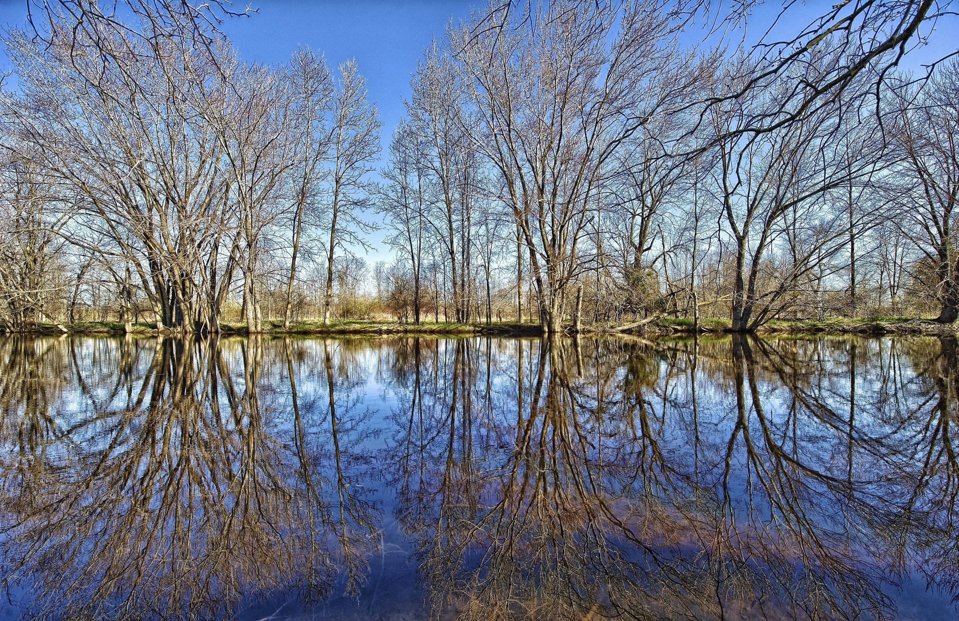 see teich reflexion wald bäume zweige gras himmel wolken