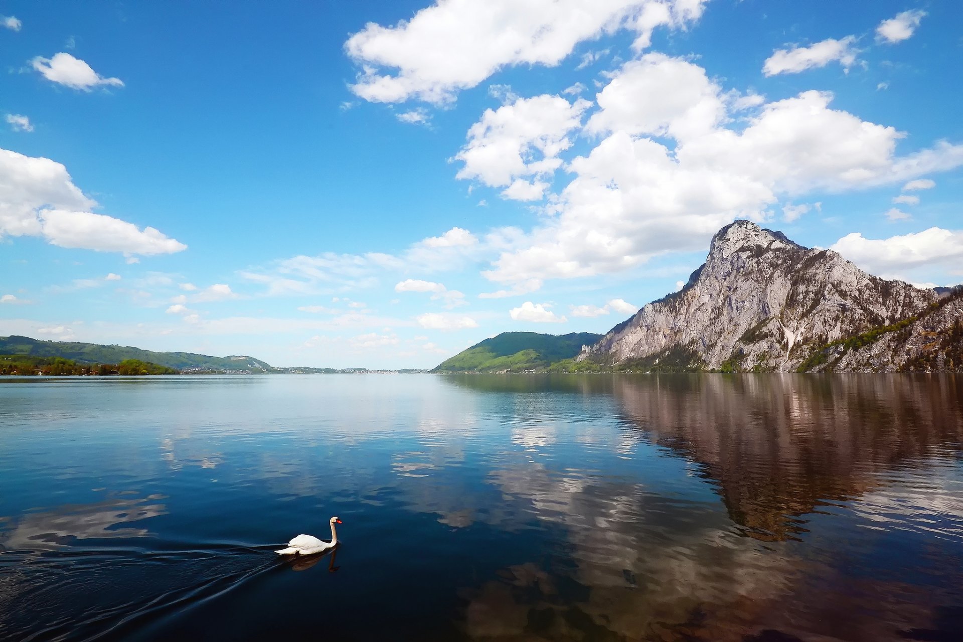 mountain river swan