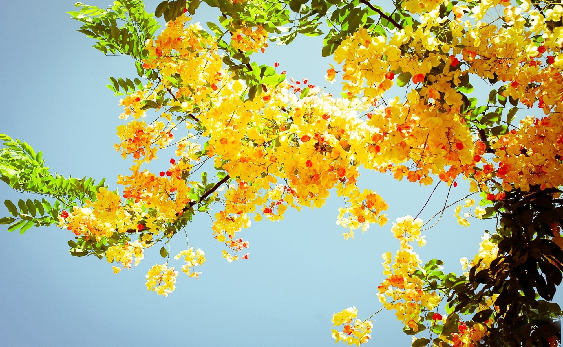 natura albero fogliame giallo