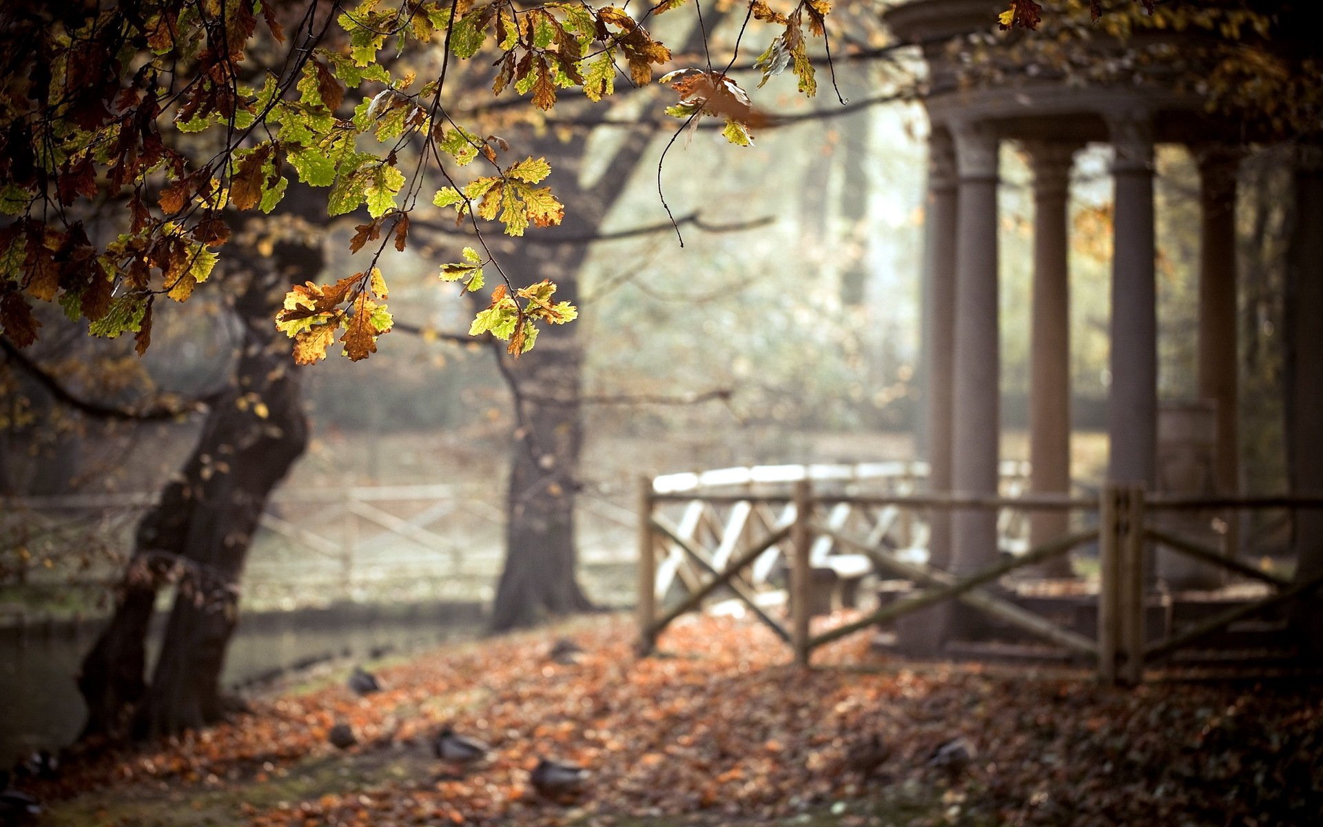 parco alberi foglie gazebo natura