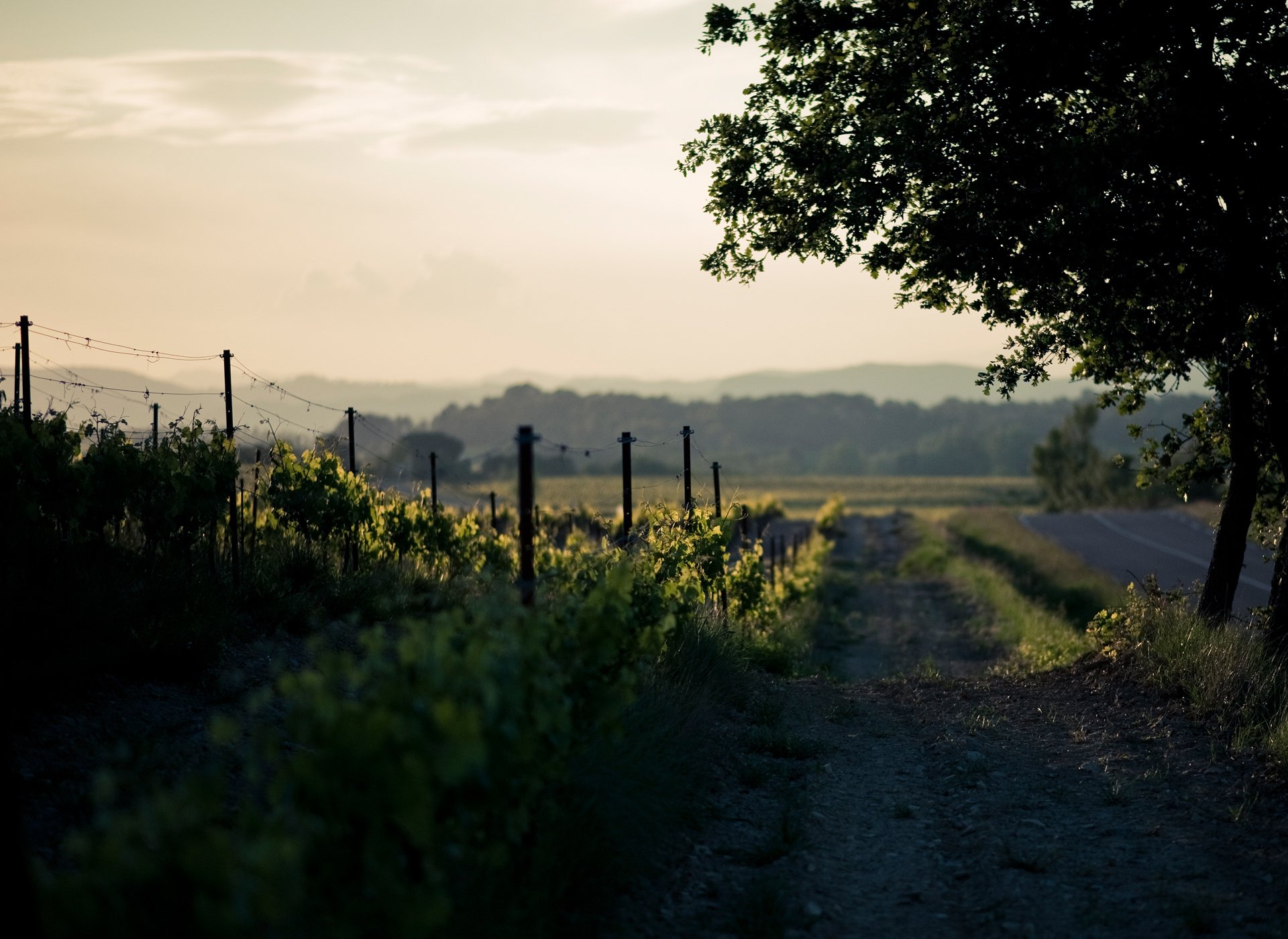 nature spring road two vineyards tree oak