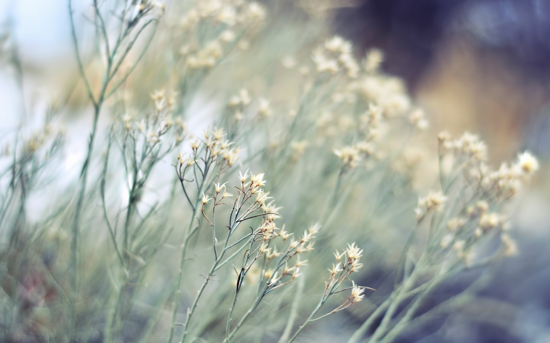 plant dry grass nature focus blur bokeh