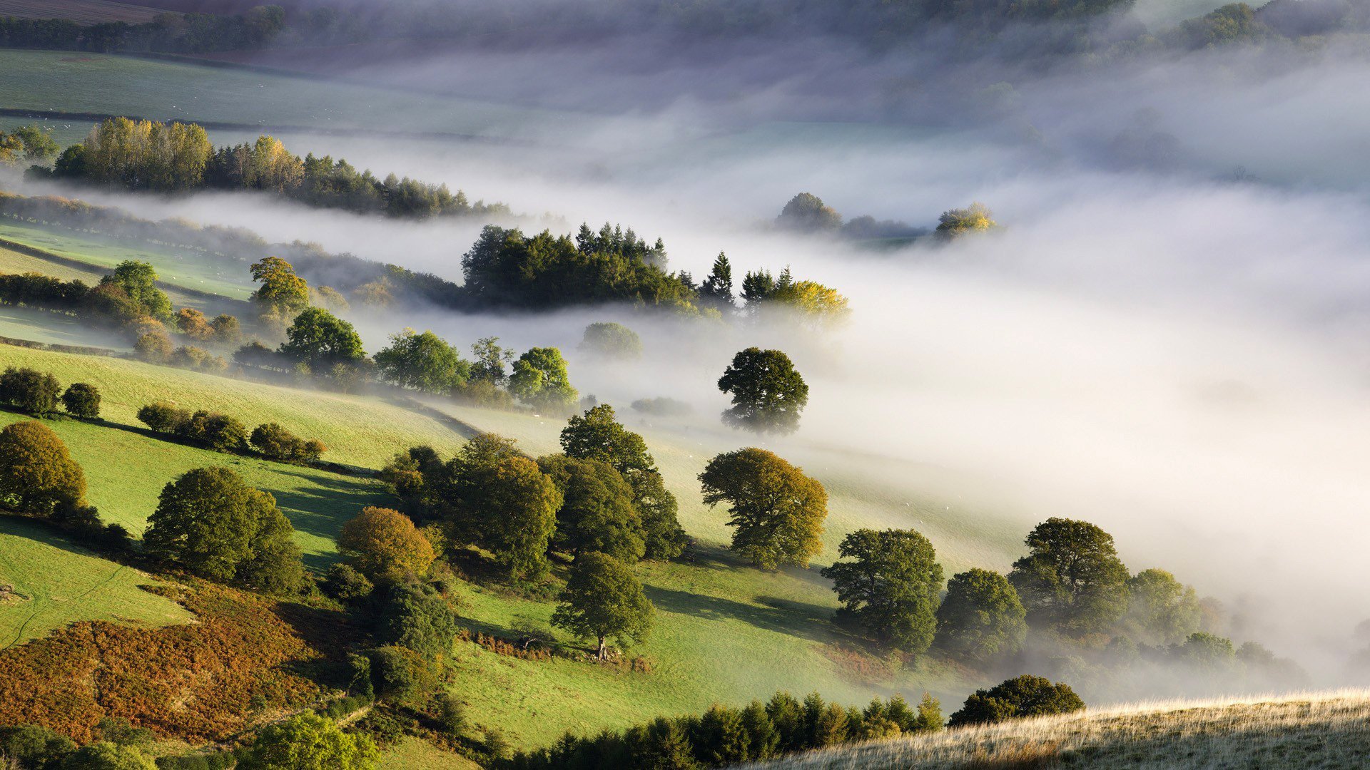 fog tree valley nature morning