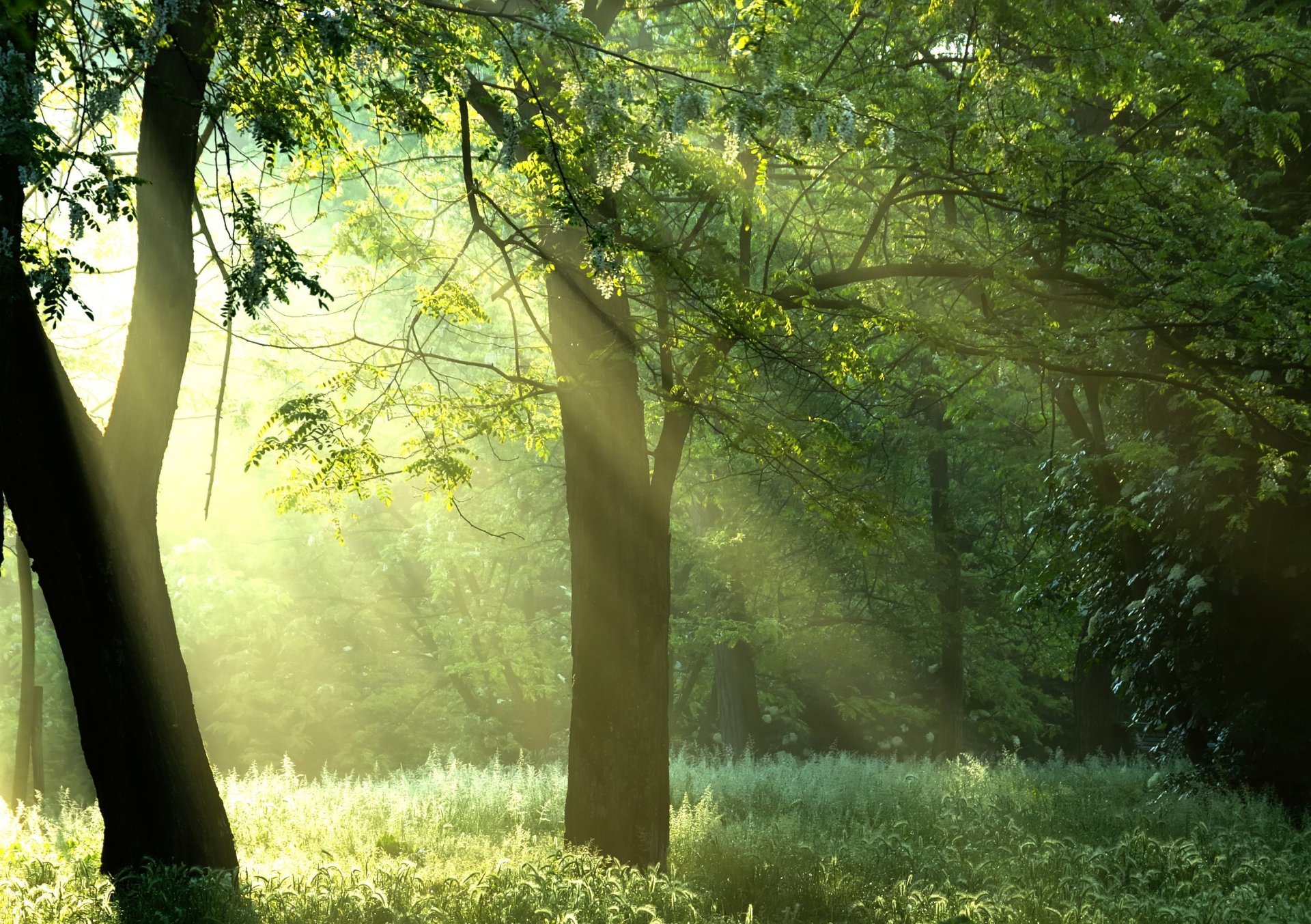 arbres verts soleil forêt arbres rayons nature