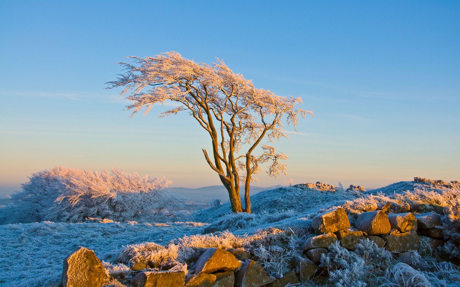 natur baum schnee frost winter