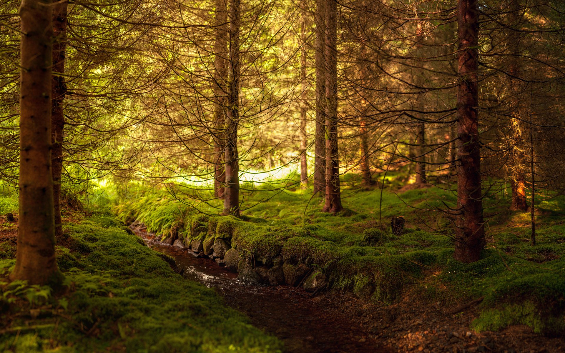 art forest thicket tree moss creek water spruce