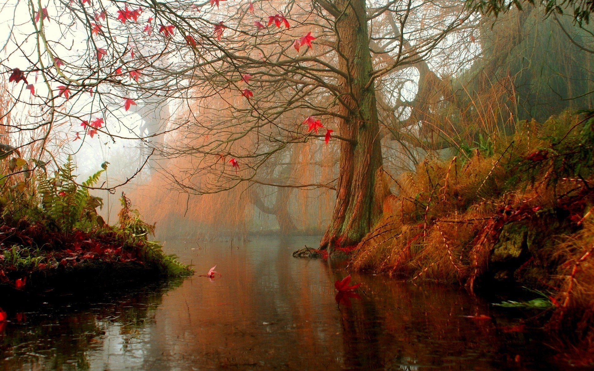 tree water autumn leave