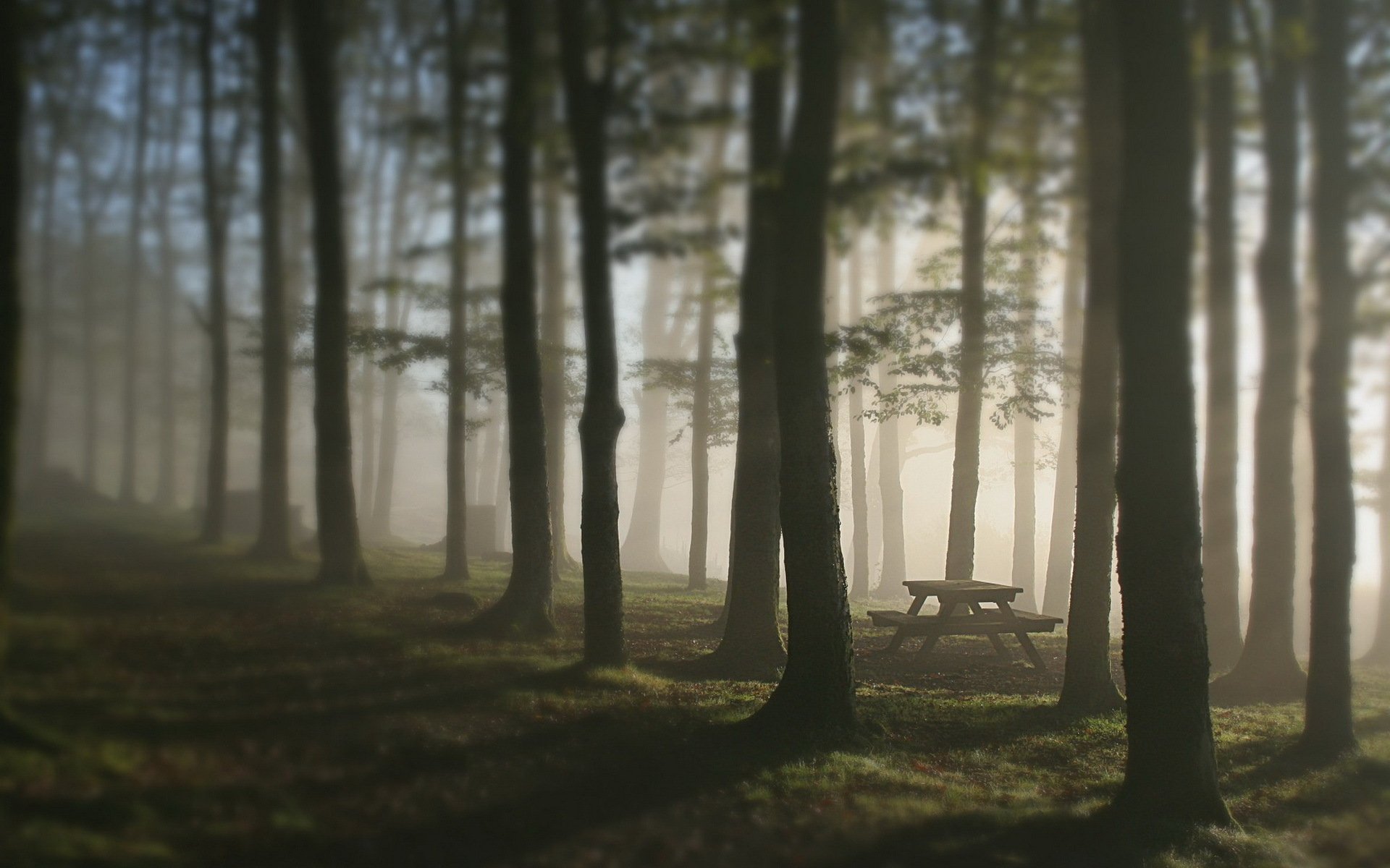 forest tree fog table bench