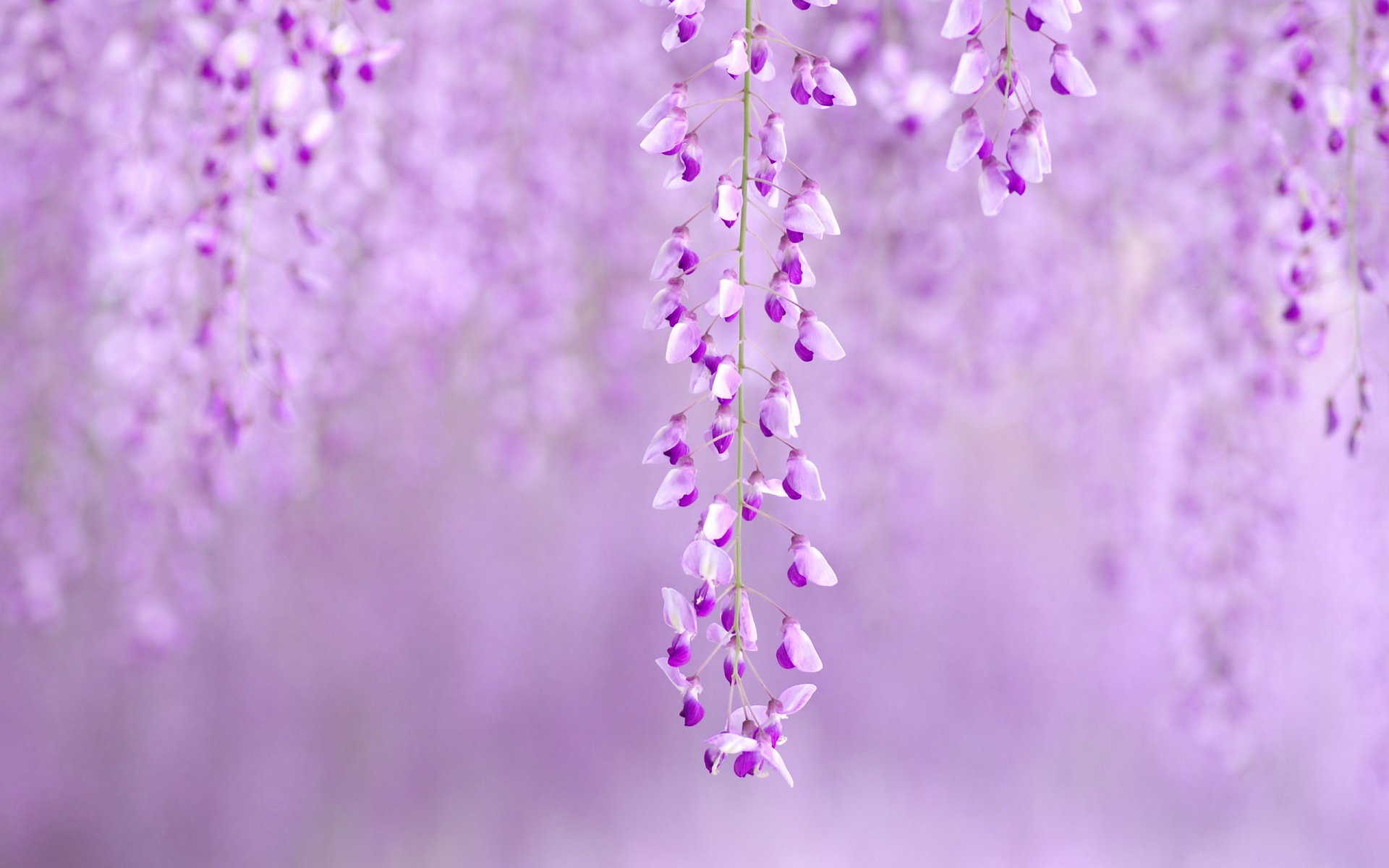 frühling natur bäume farbe