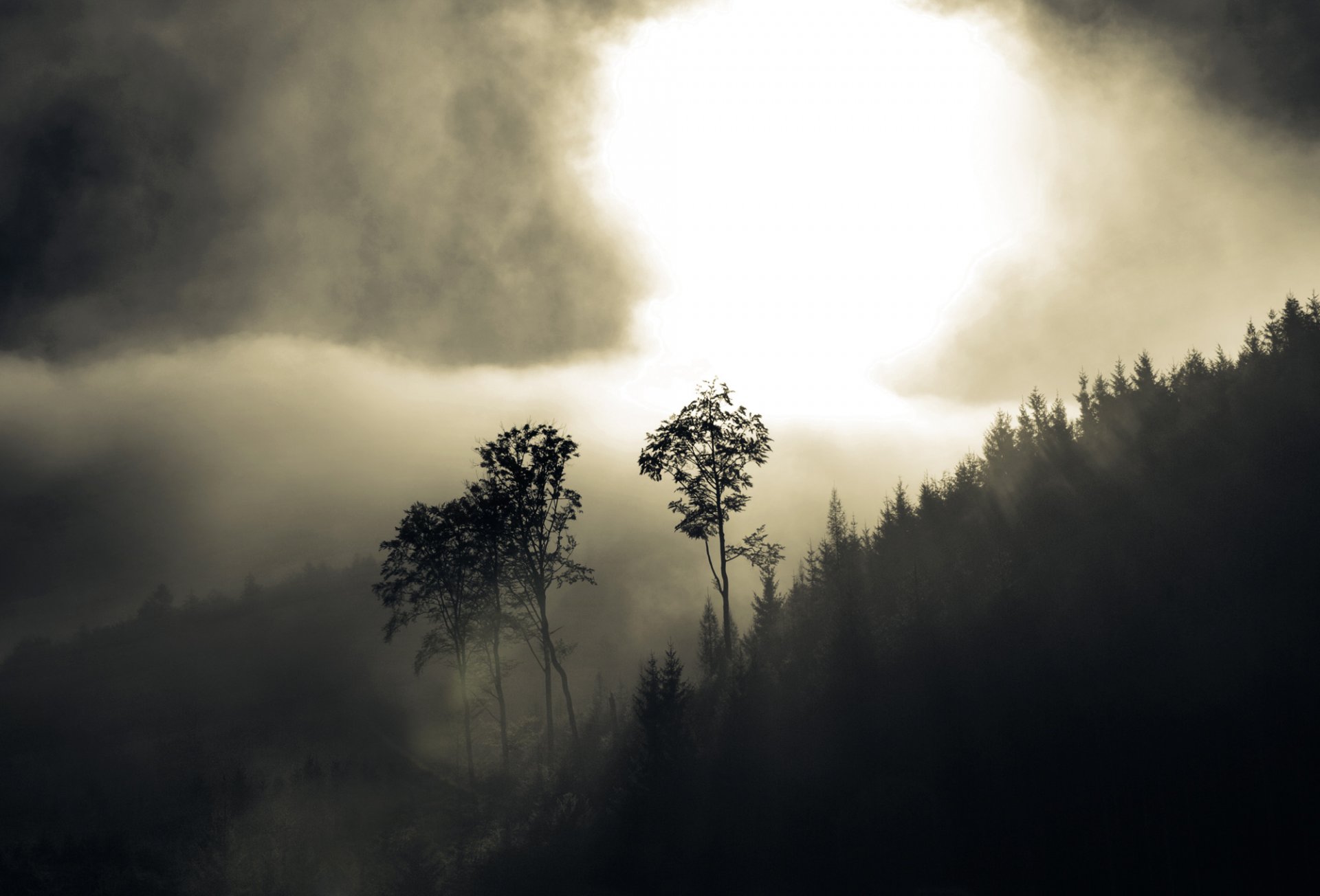 brouillard forêt arbres collines brume