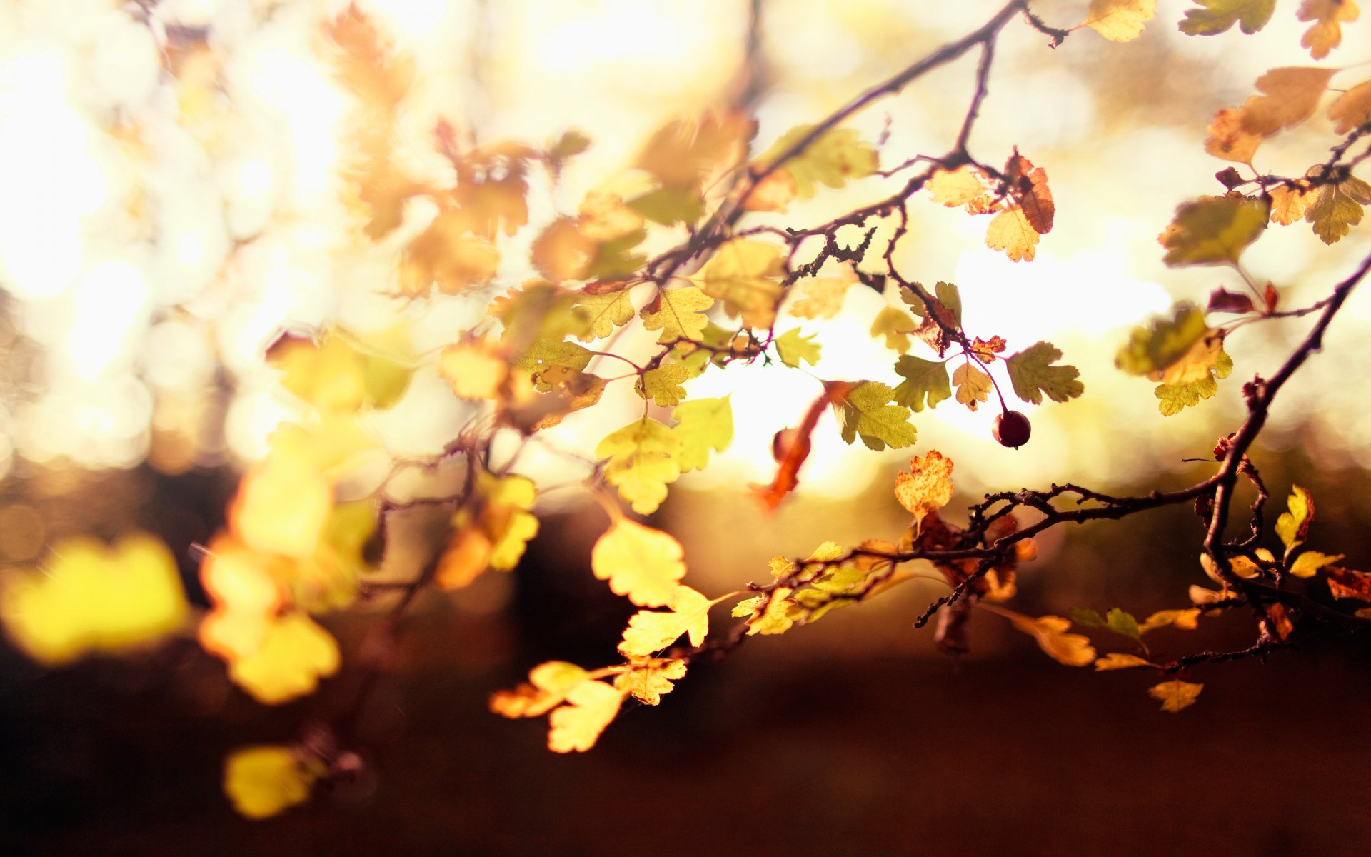 foglie autunno albero bacche frutta ramoscelli luce sfocatura effetto