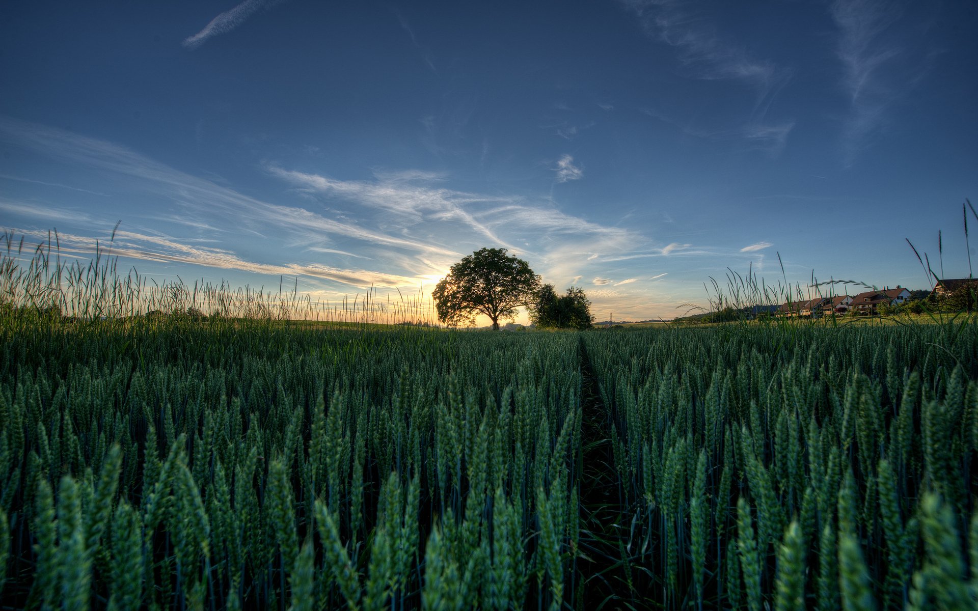 champ épillets arbre paysage ciel soleil coucher de soleil herbe