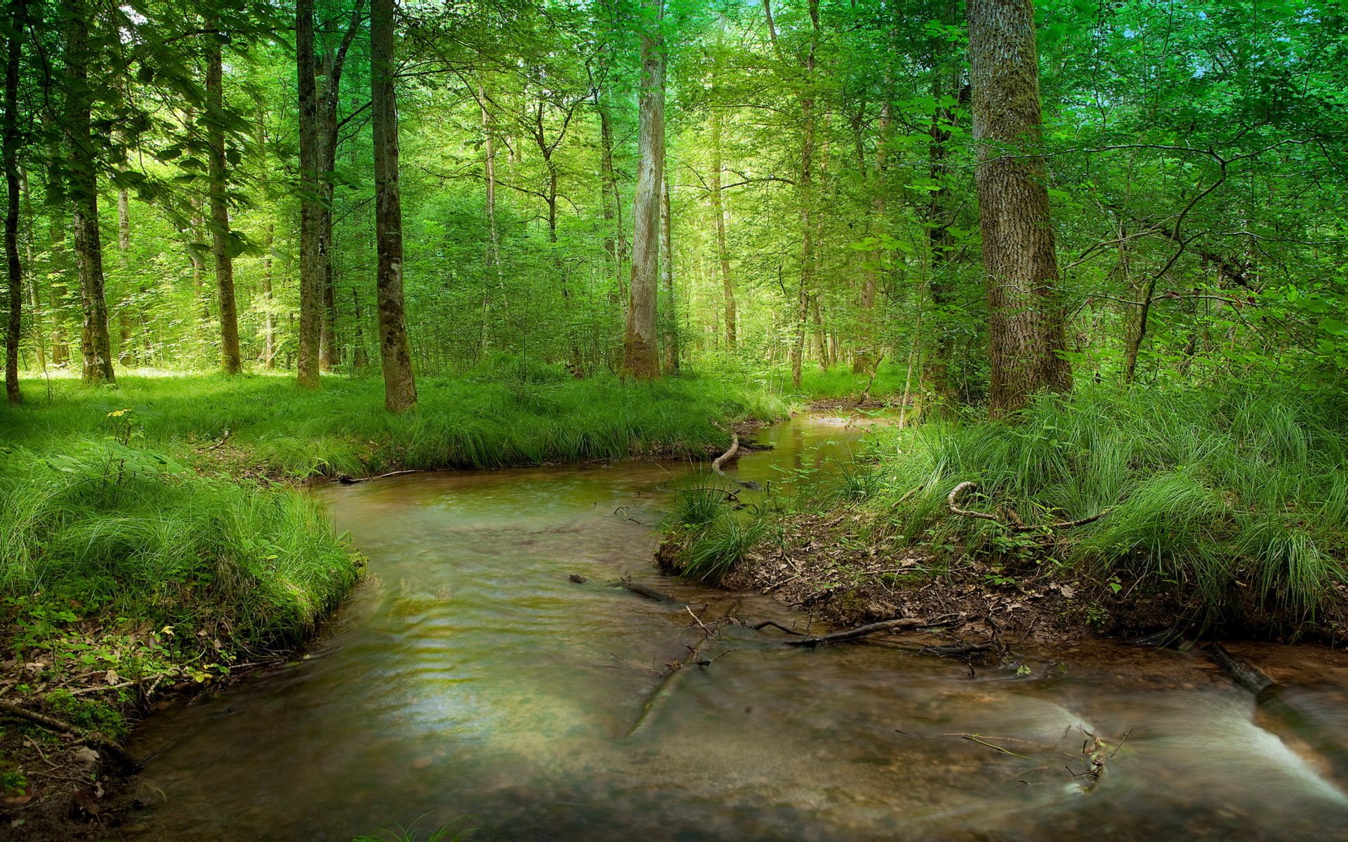 bosque río verano naturaleza