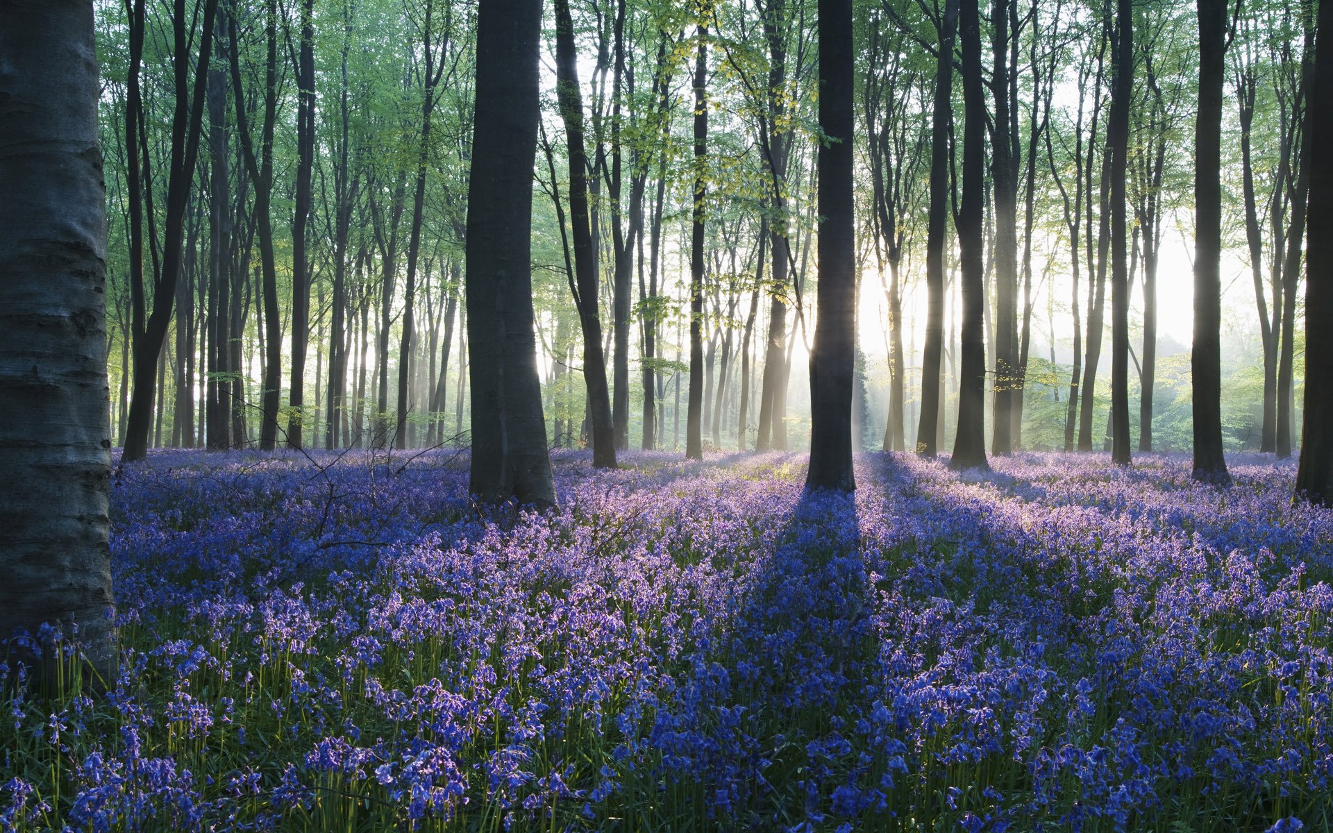 forêt arbres fleurs