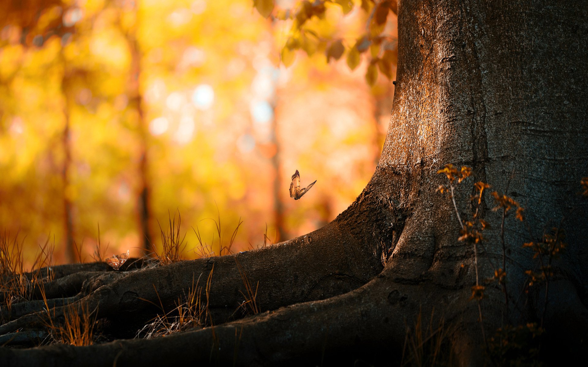 foglie farfalla albero autunno