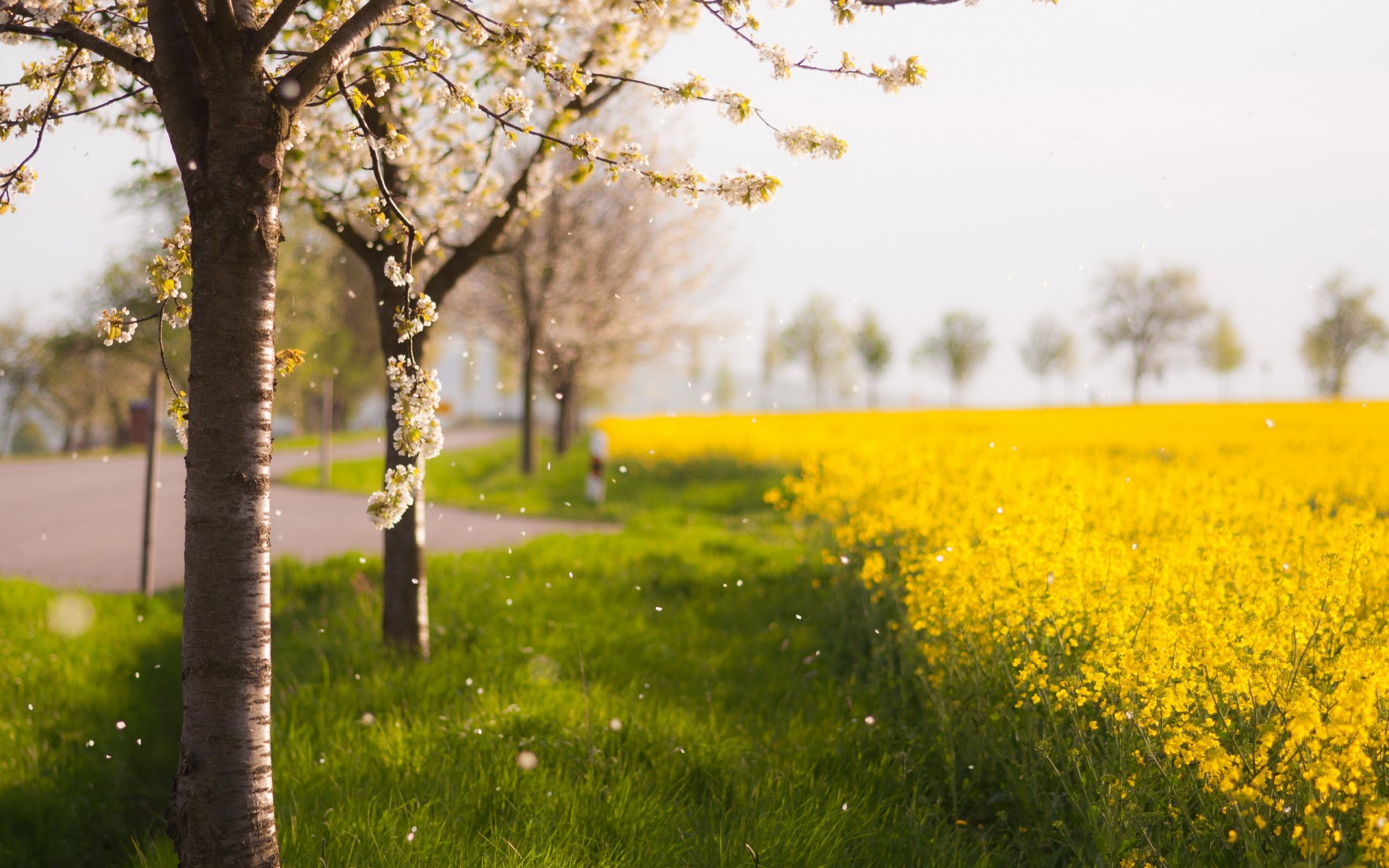 arbre champ printemps nature