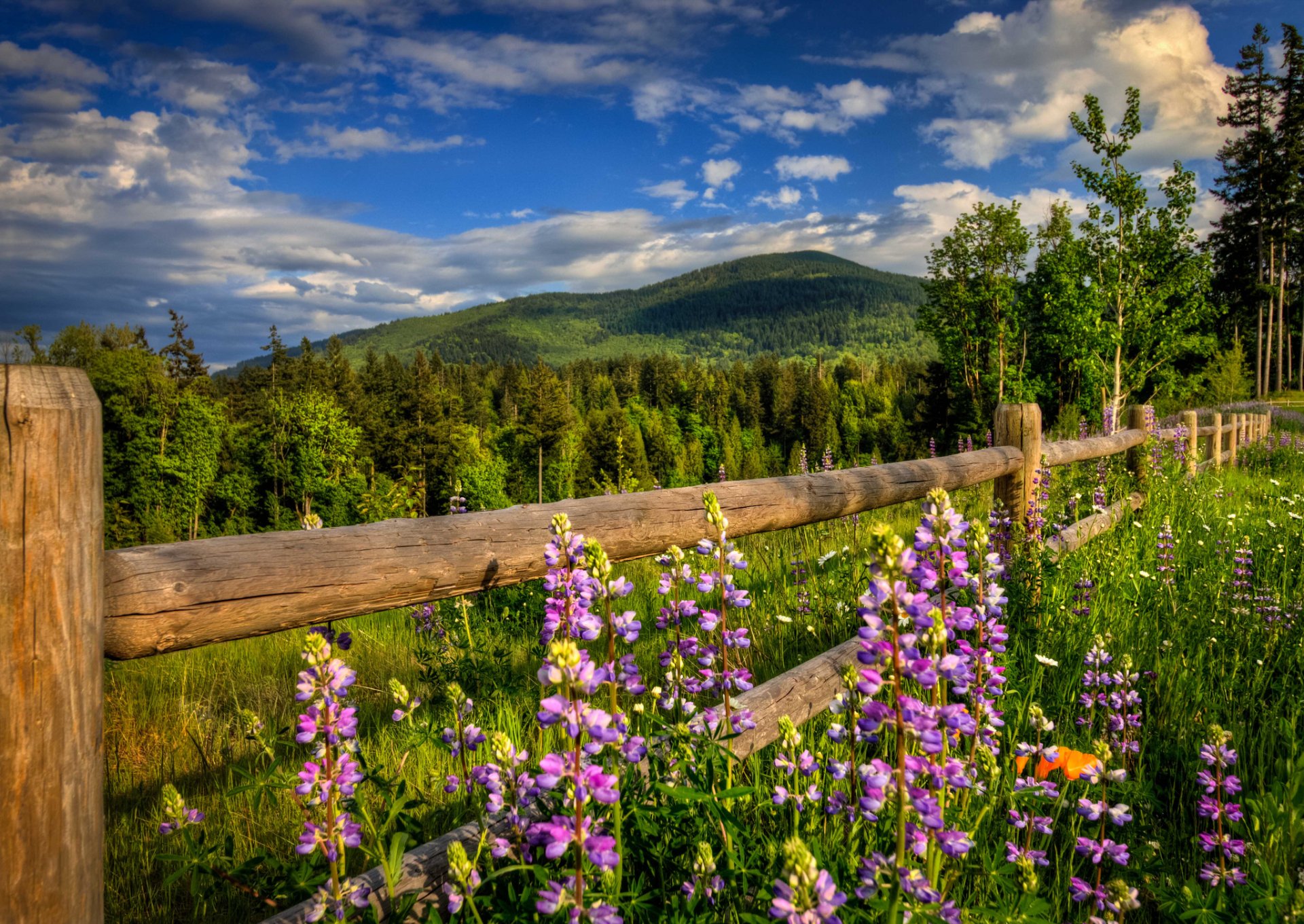 natura montagne foresta strada recinzione fiori primavera