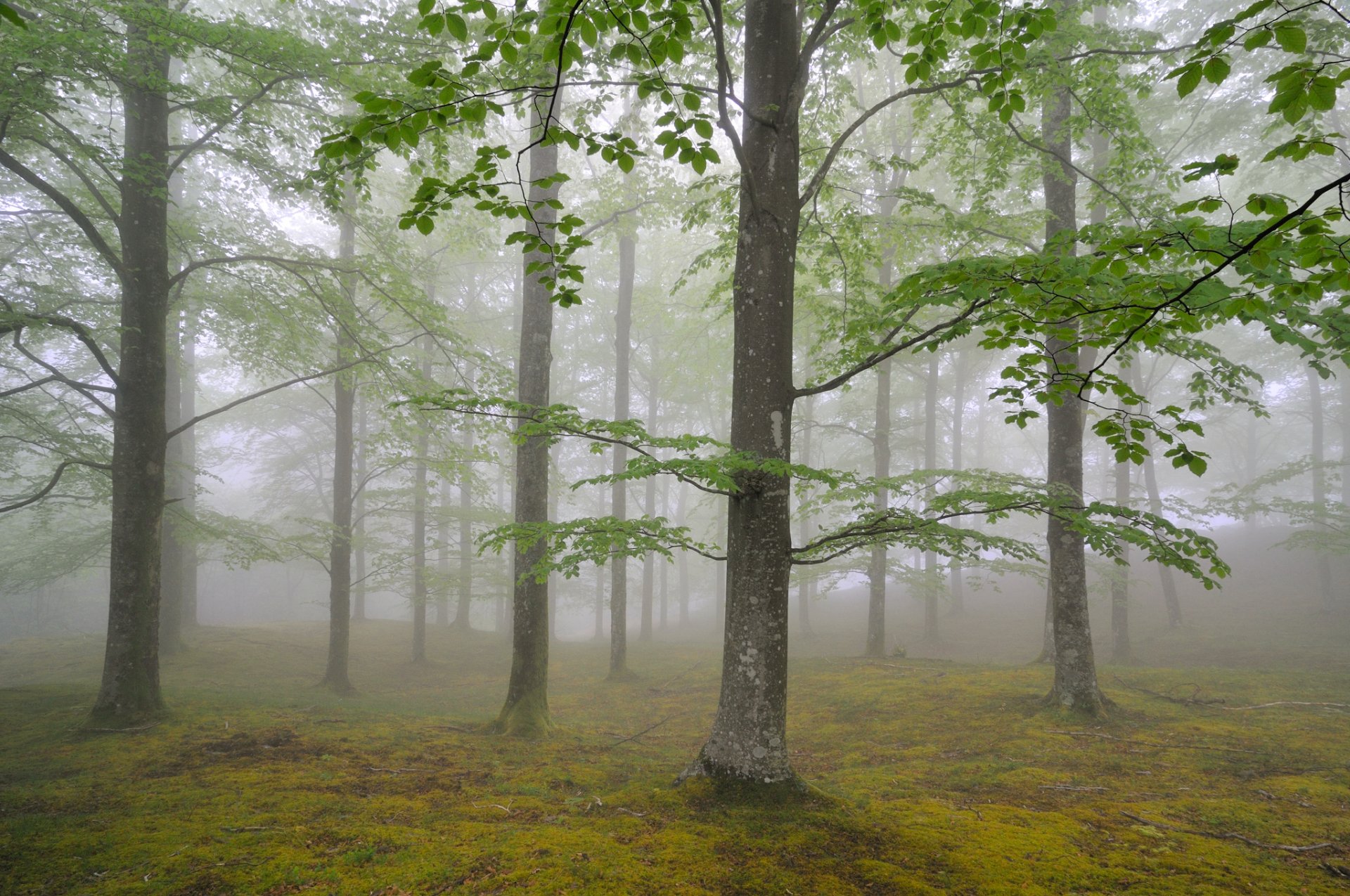 nature forêt brouillard arbres feuillage mai