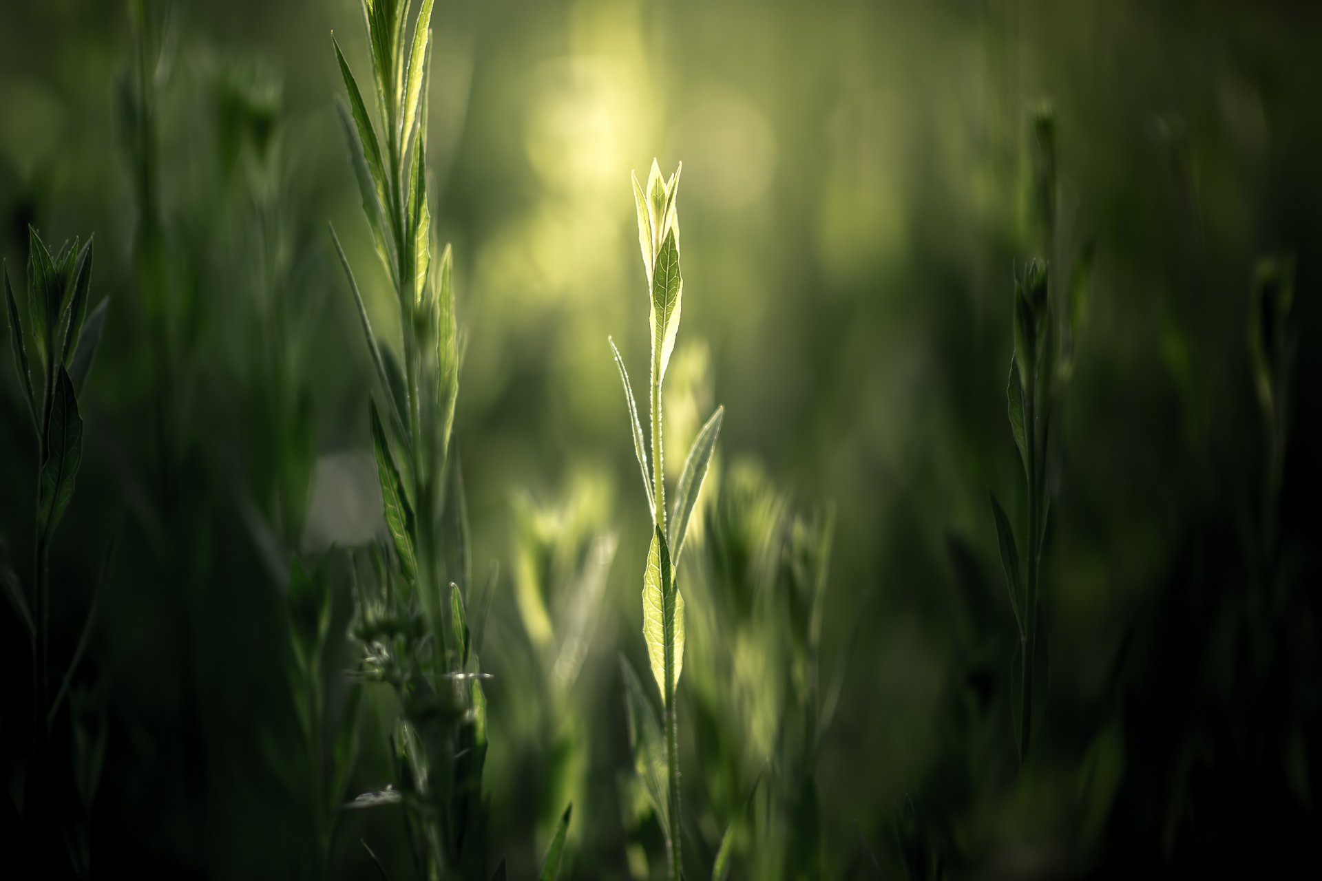 green plants nature