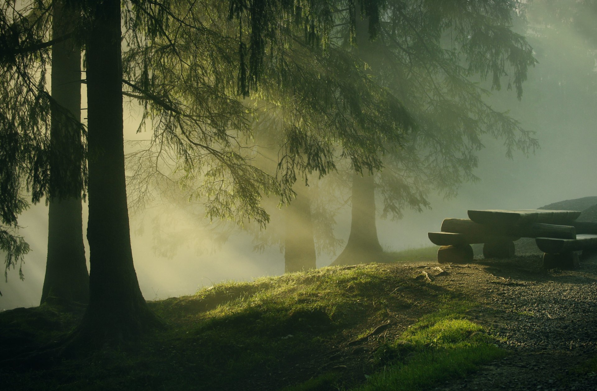 natura foresta mattina alberi raggi del sole tronchi tavolo panchine aghi alberi di natale